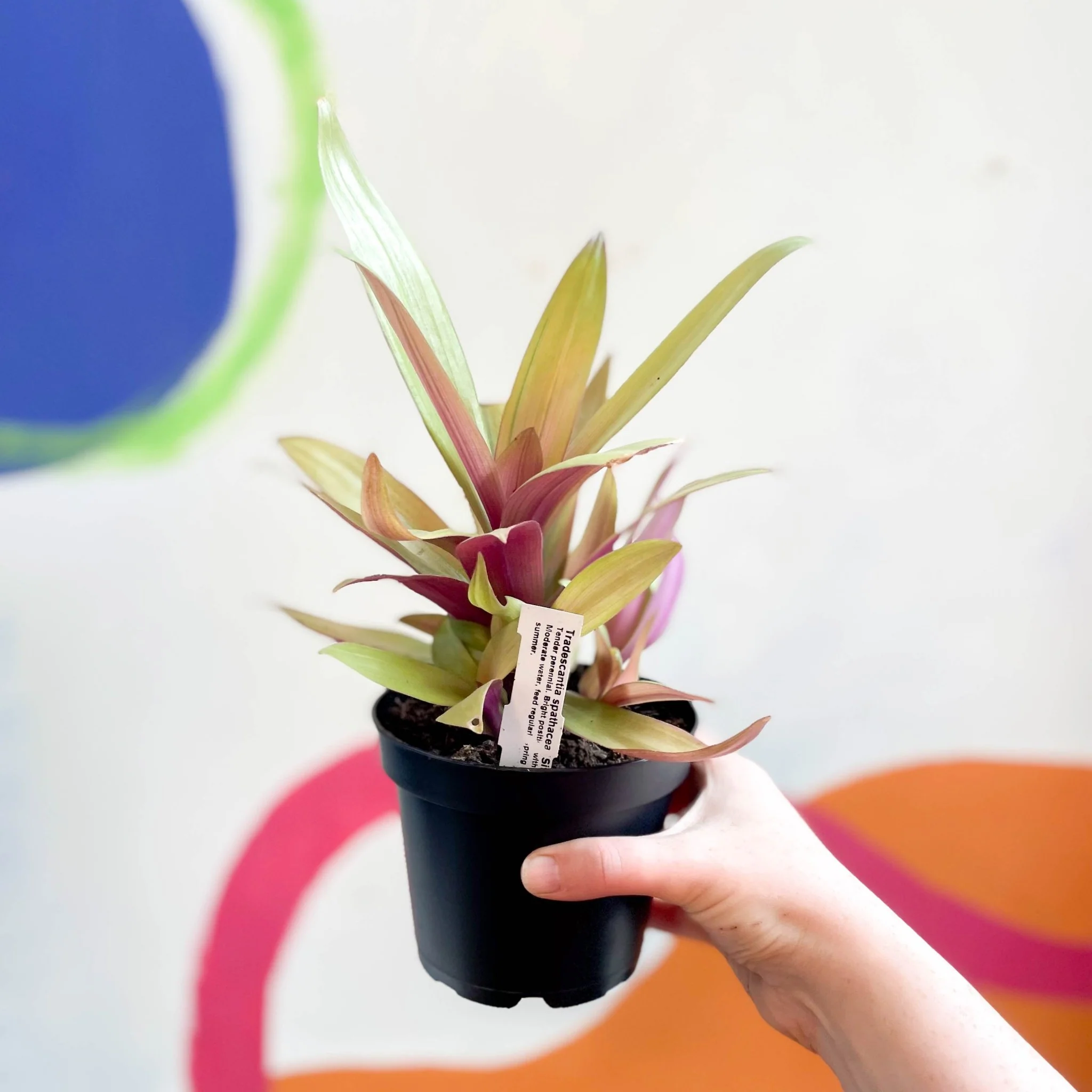 Tradescantia spathacea 'Sitara’ - Spider Lily - Welsh Grown - Image 11