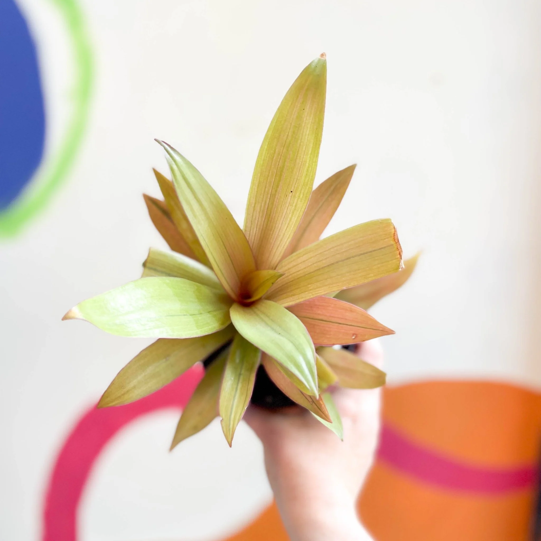 Tradescantia spathacea 'Sitara’ - Spider Lily - Welsh Grown - Image 12