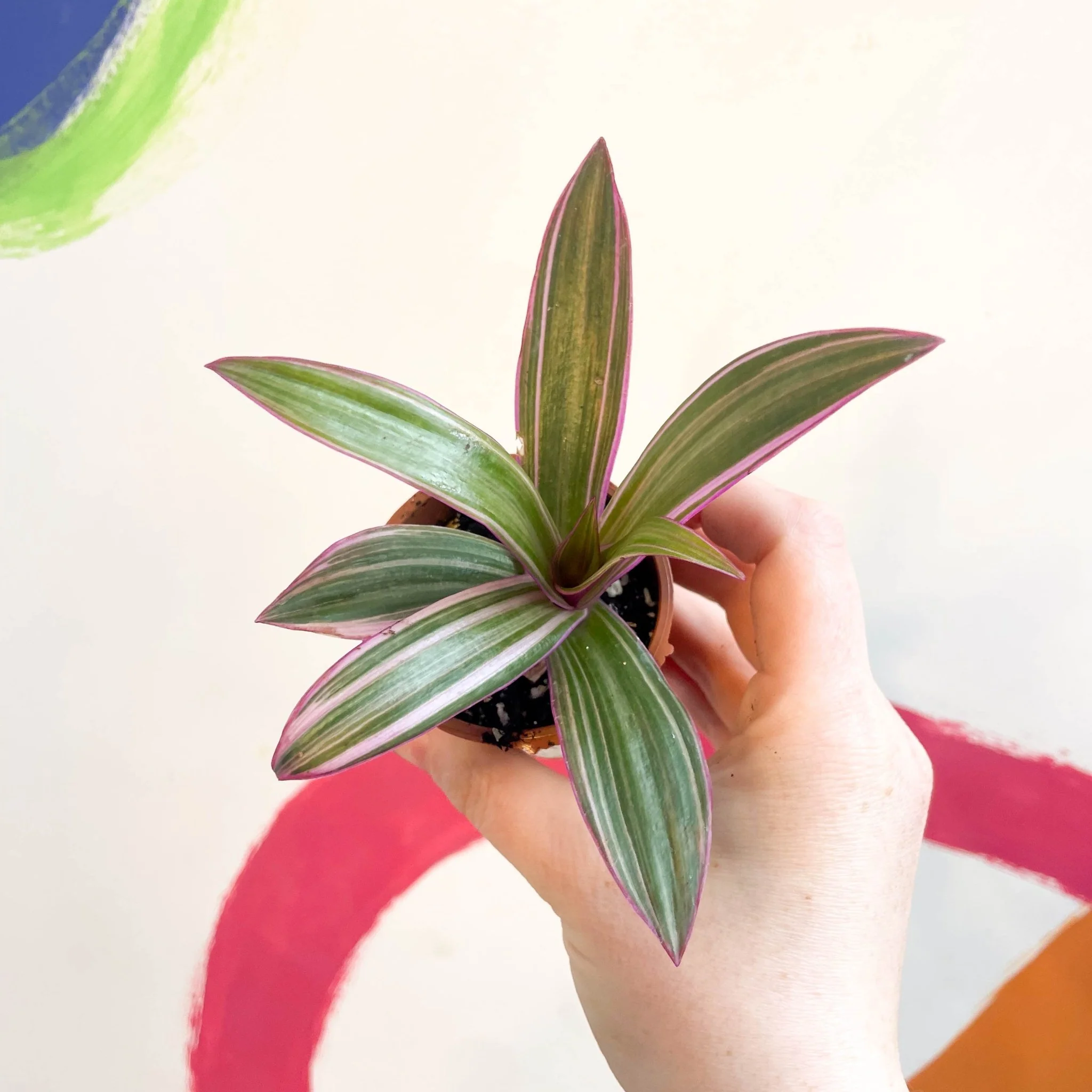 Tradescantia spathacea 'Varicolor’ - Spider Lily - Welsh Grown