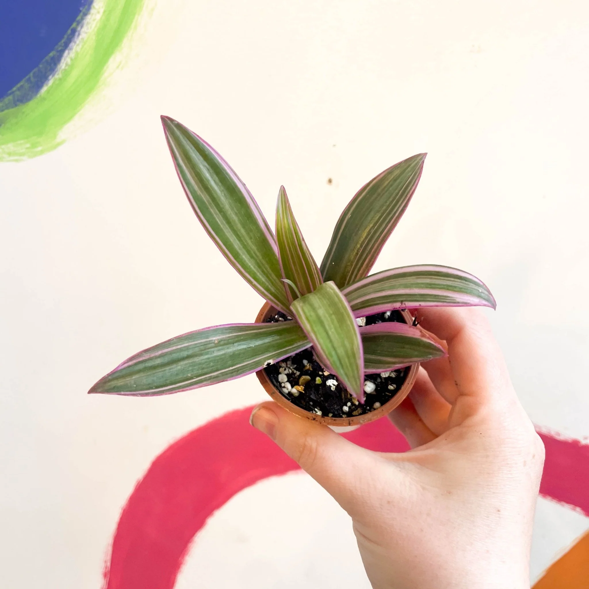 Tradescantia spathacea 'Varicolor’ - Spider Lily - Welsh Grown - Image 2
