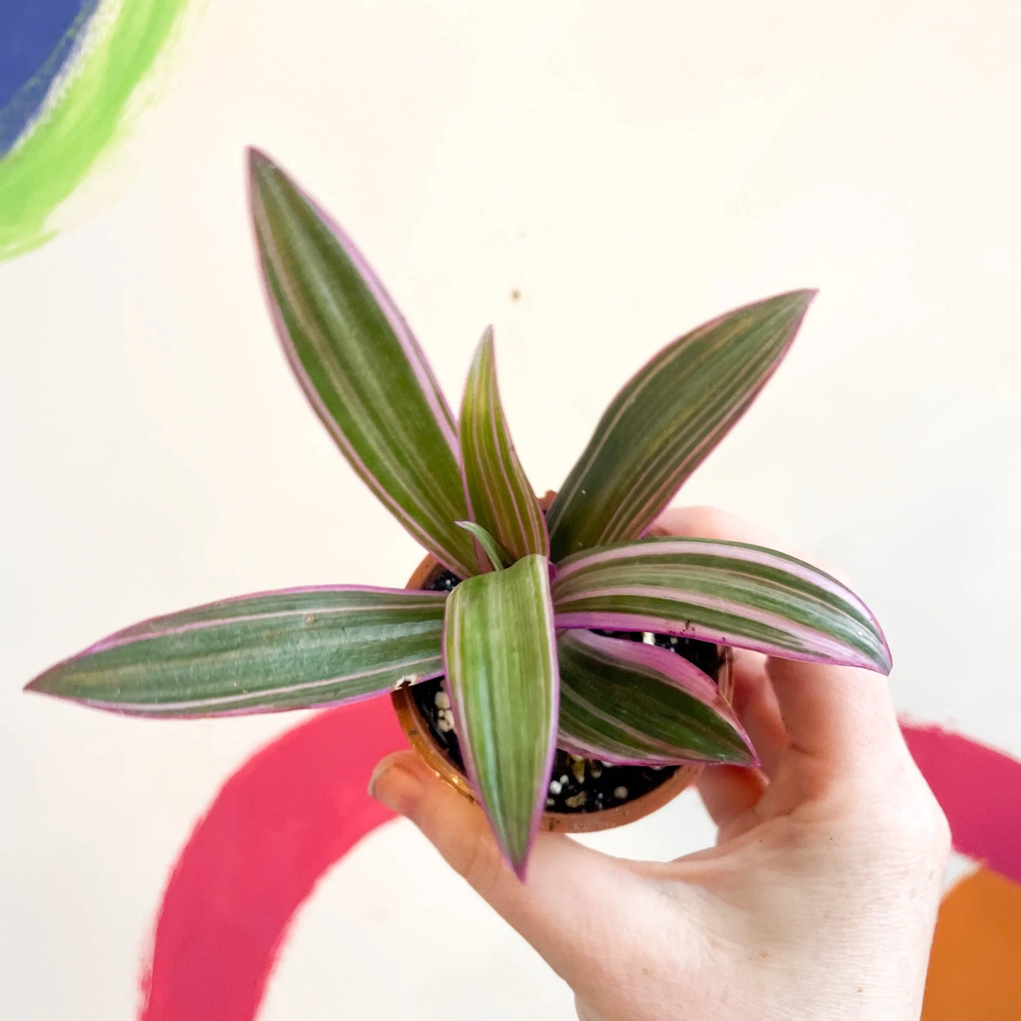 Tradescantia spathacea 'Varicolor’ - Spider Lily - Welsh Grown - Image 3