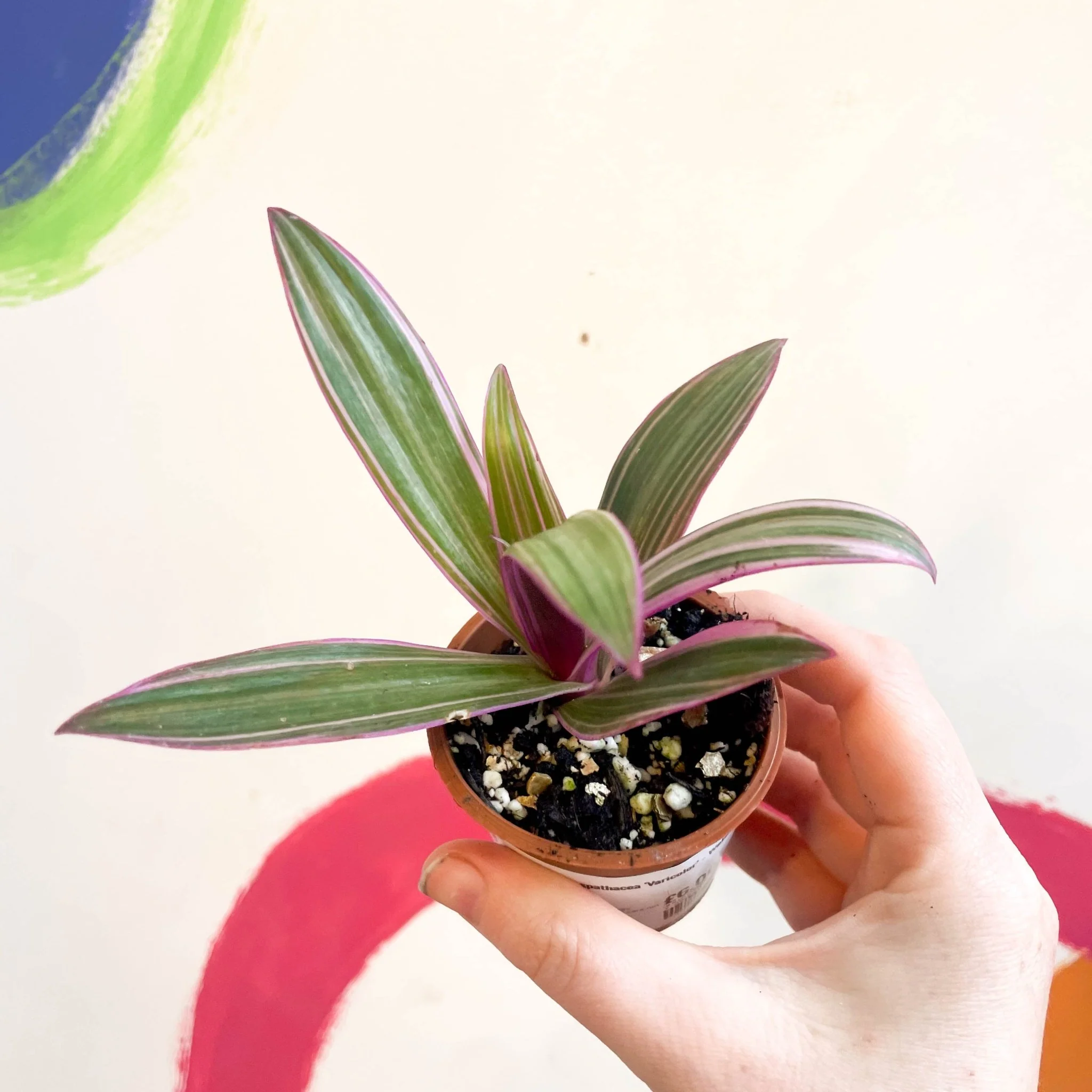 Tradescantia spathacea 'Varicolor’ - Spider Lily - Welsh Grown - Image 4