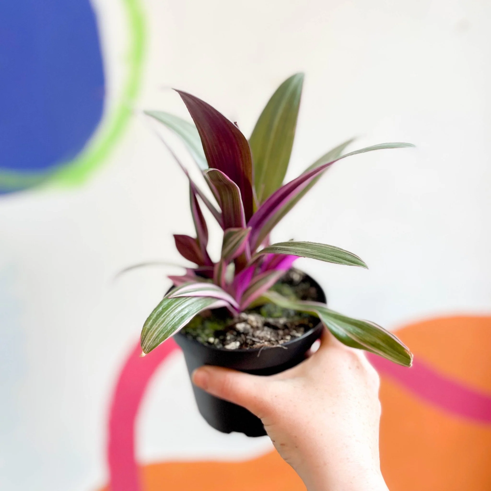 Tradescantia spathacea 'Varicolor’ - Spider Lily - Welsh Grown - Image 5