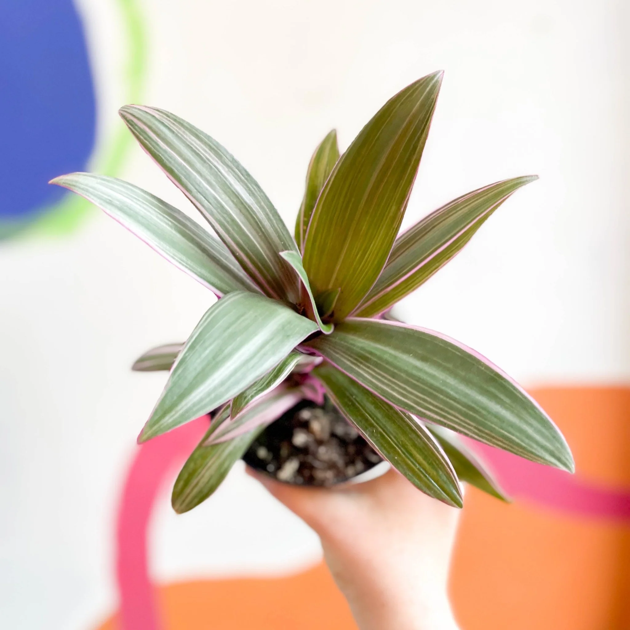 Tradescantia spathacea 'Varicolor’ - Spider Lily - Welsh Grown - Image 6