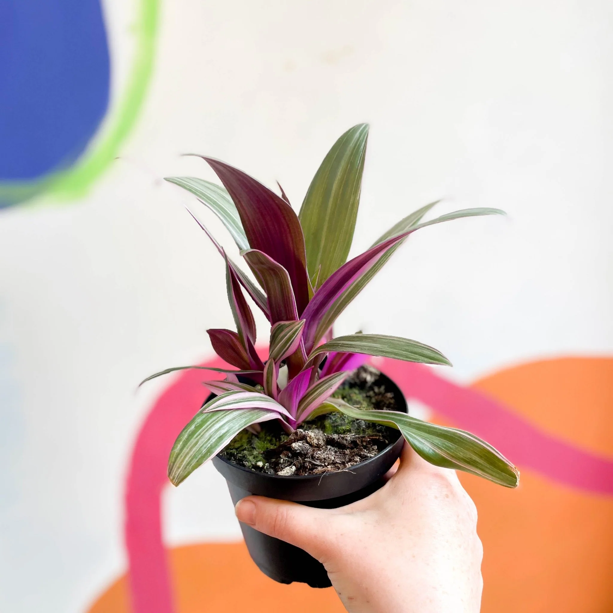 Tradescantia spathacea 'Varicolor’ - Spider Lily - Welsh Grown - Image 7