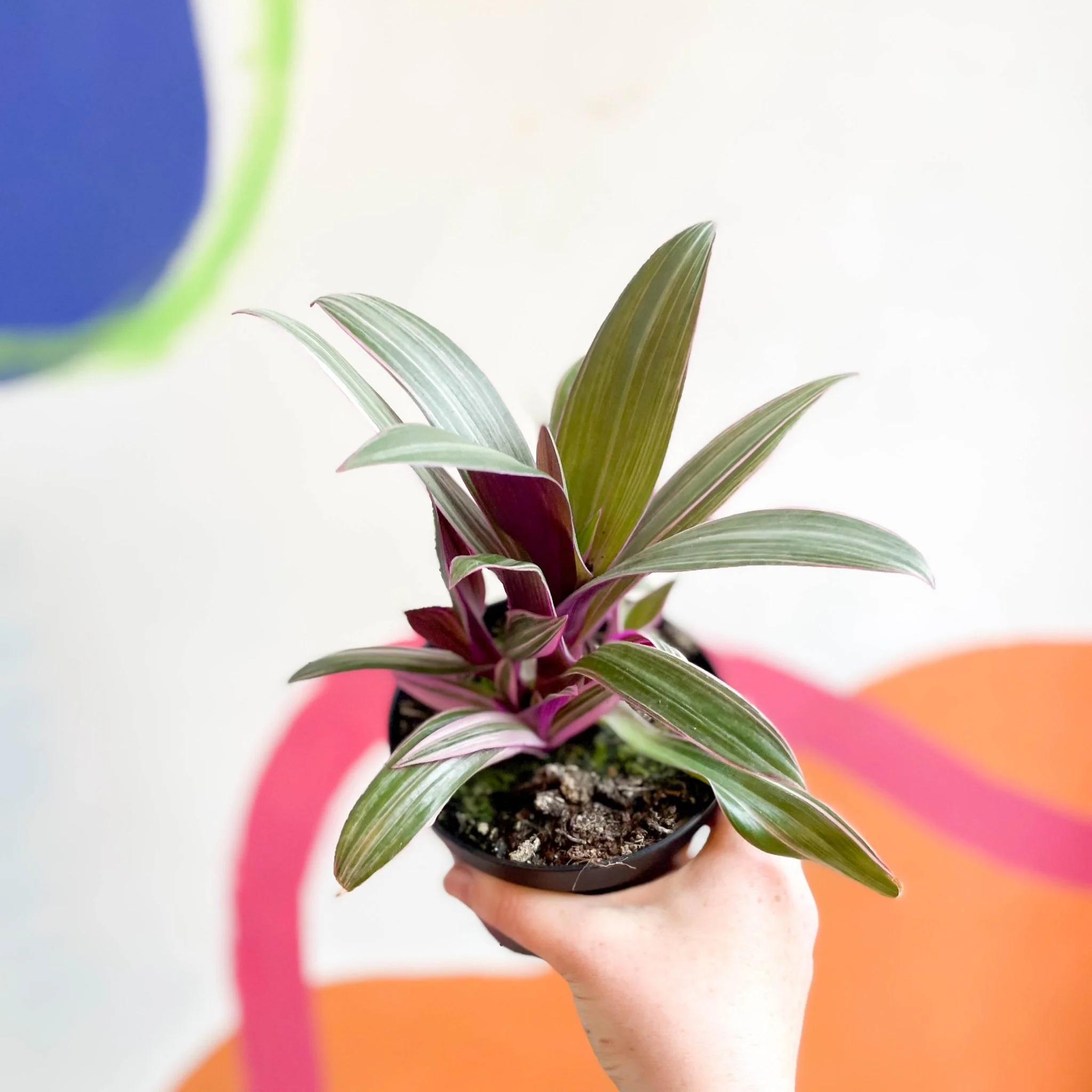 Tradescantia spathacea 'Varicolor’ - Spider Lily - Welsh Grown - Image 8