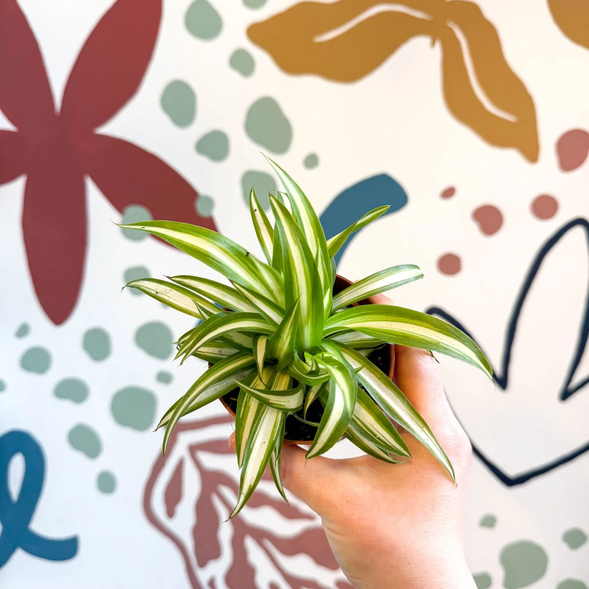Chlorophytum comosum 'Variegatum' - Spider Plant - Image 10