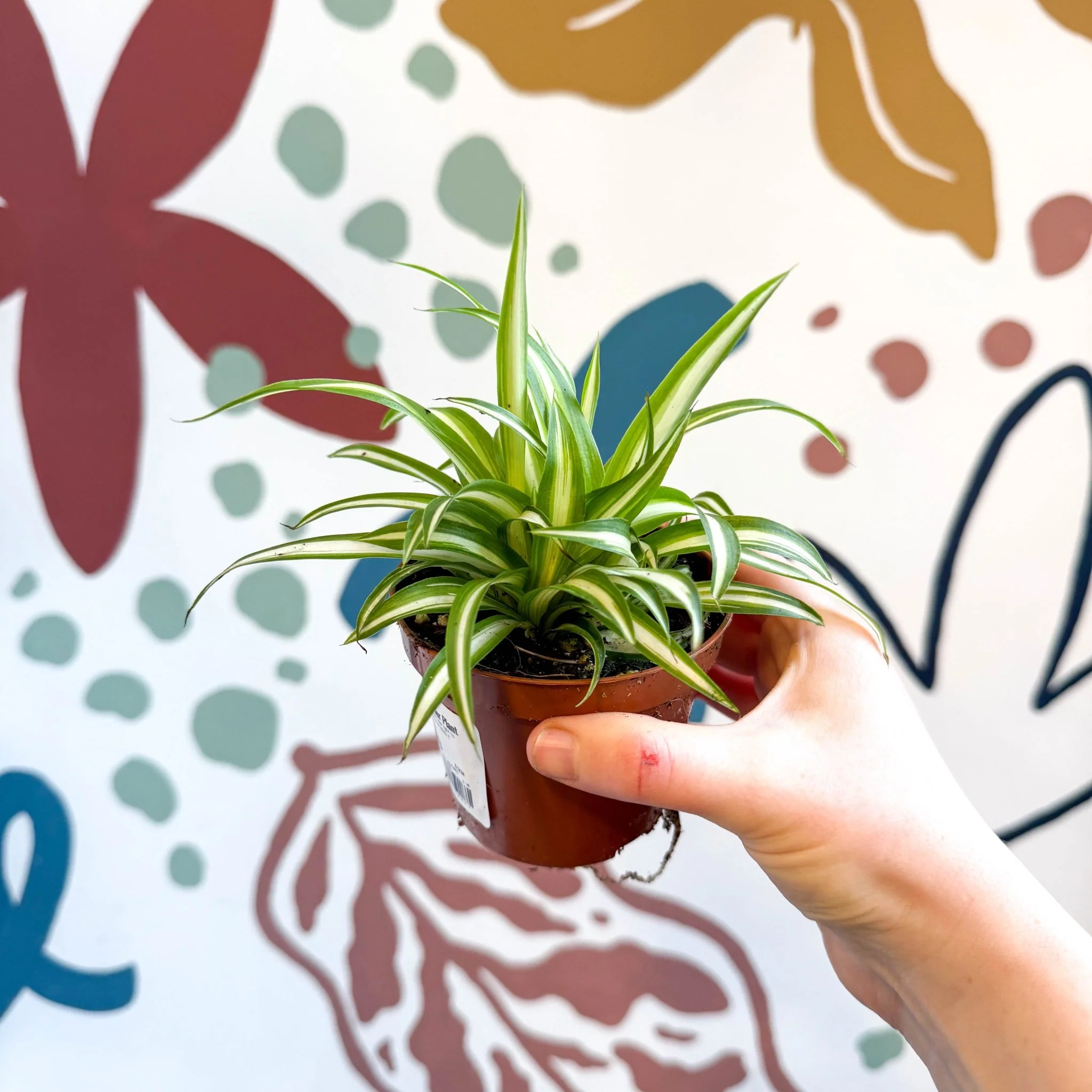Chlorophytum comosum 'Variegatum' - Spider Plant - Image 11