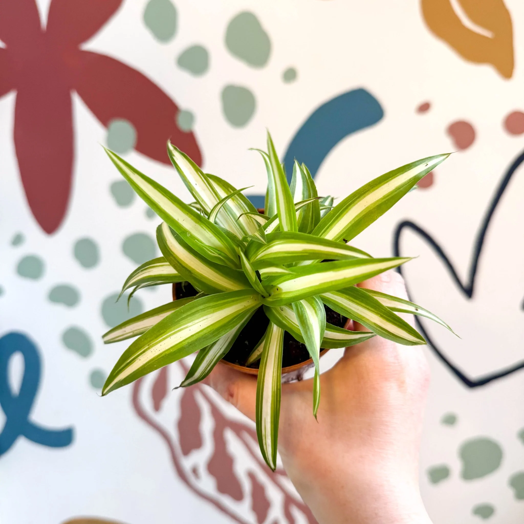 Chlorophytum comosum 'Variegatum' - Spider Plant - Image 12
