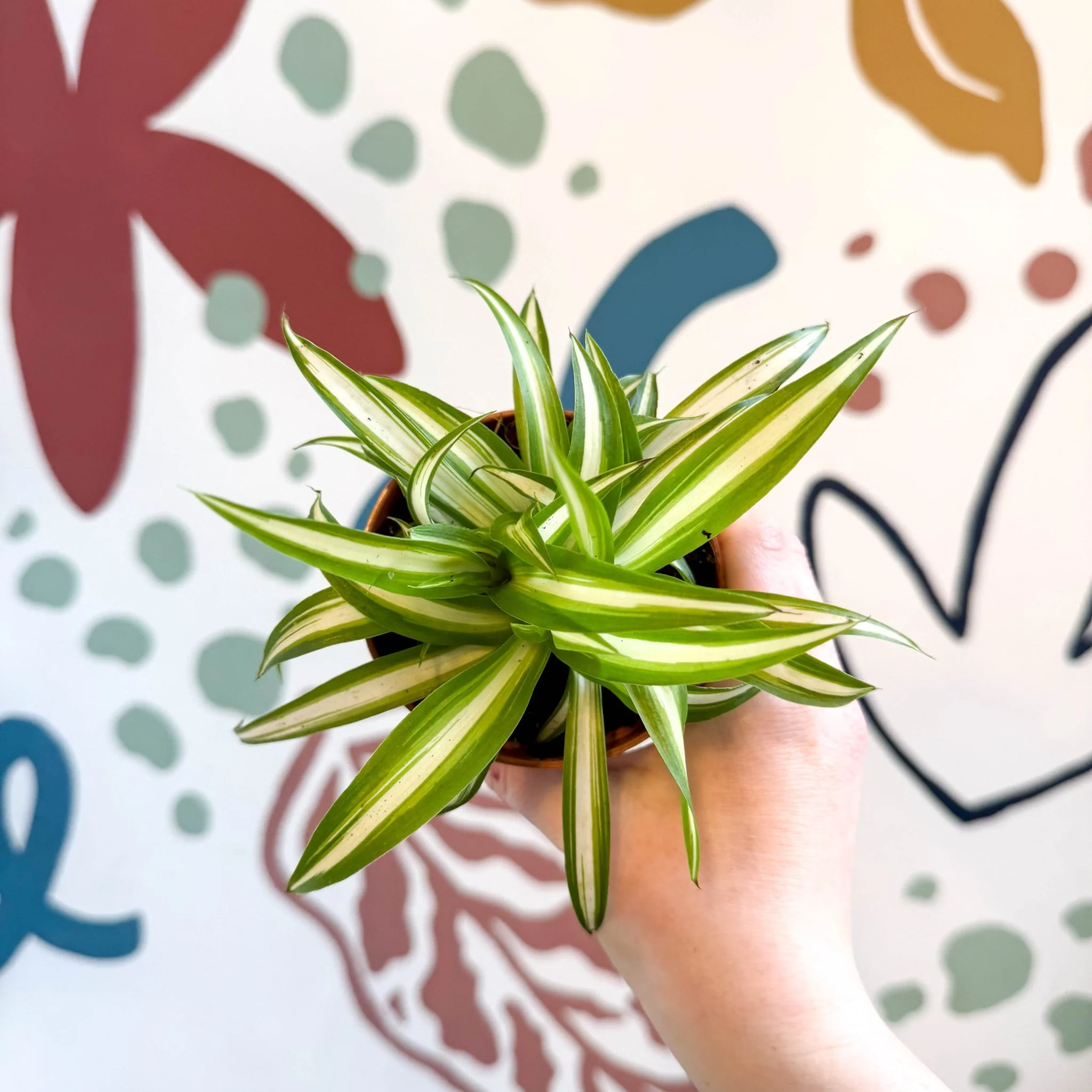 Chlorophytum comosum 'Variegatum' - Spider Plant - Image 13