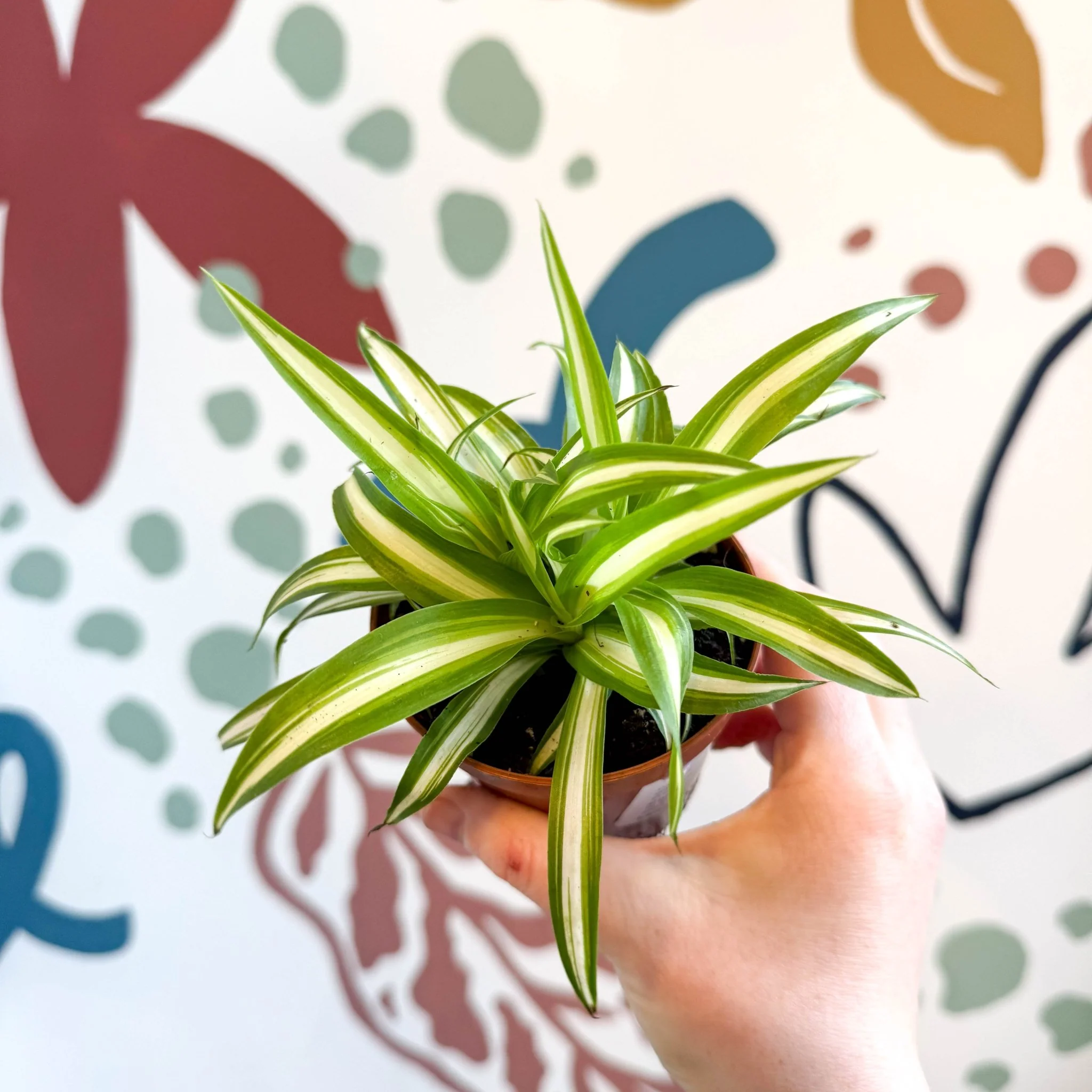 Chlorophytum comosum 'Variegatum' - Spider Plant - Image 14