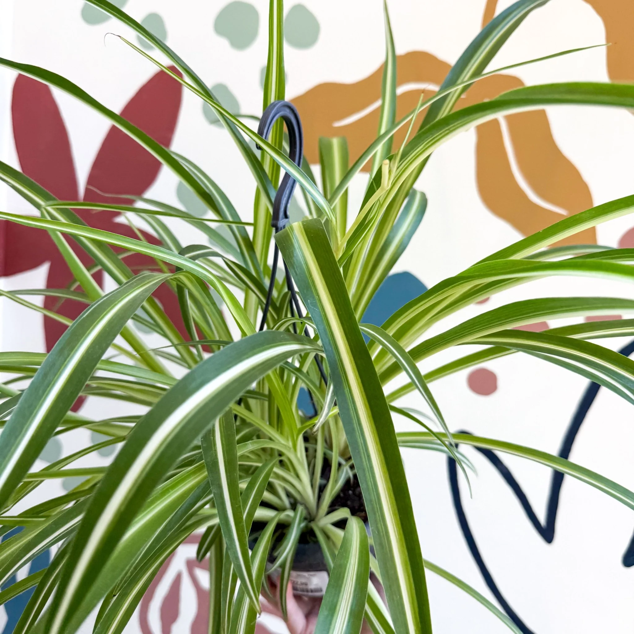 Chlorophytum comosum 'Variegatum' - Spider Plant - Image 15