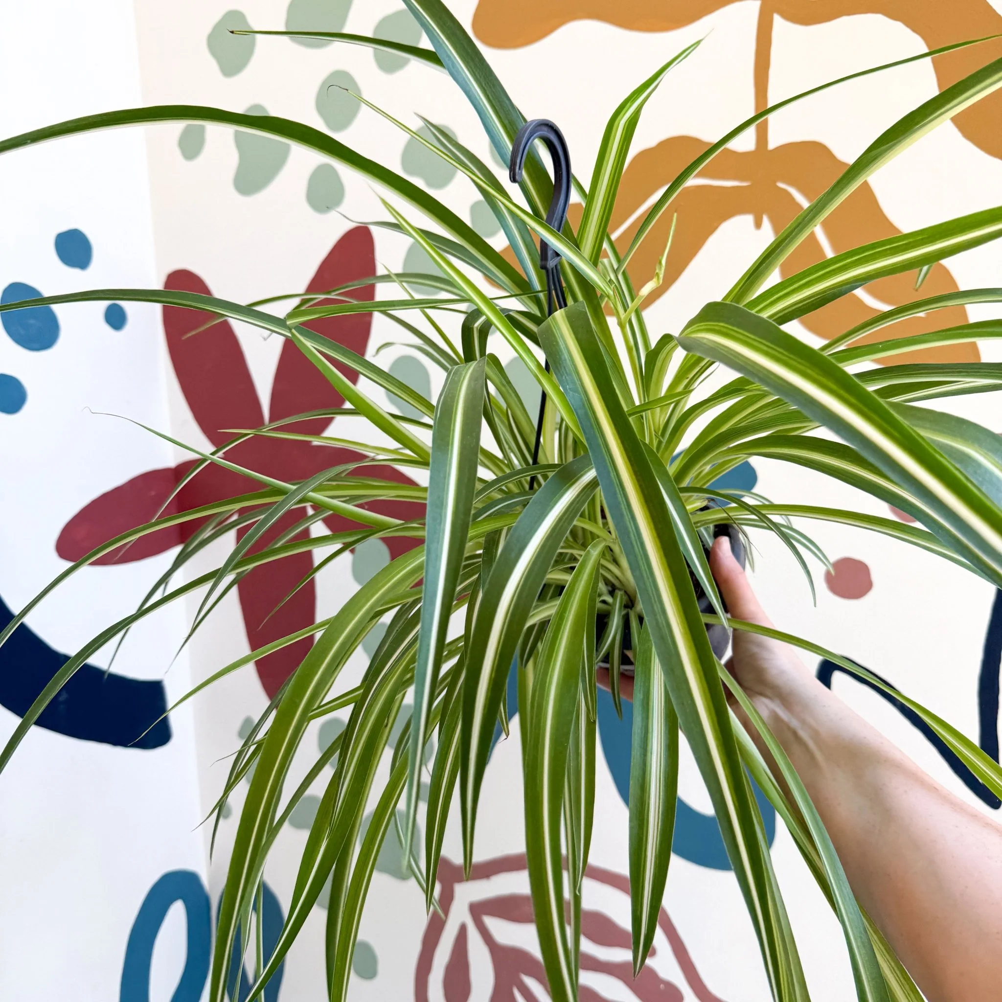 Chlorophytum comosum 'Variegatum' - Spider Plant - Image 16