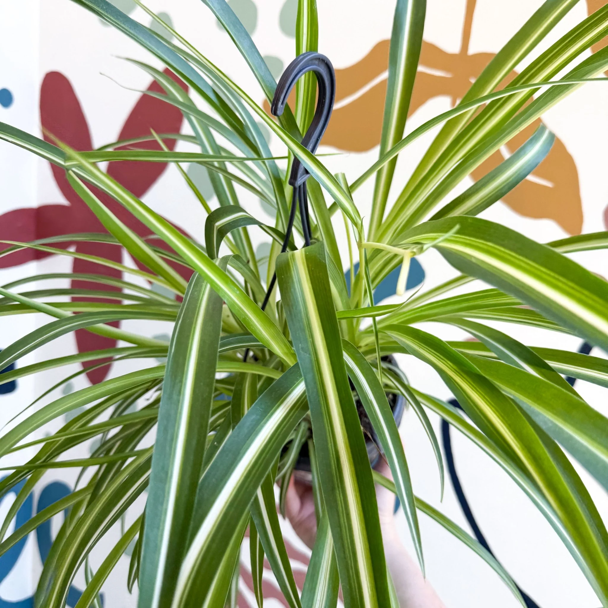 Chlorophytum comosum 'Variegatum' - Spider Plant - Image 17