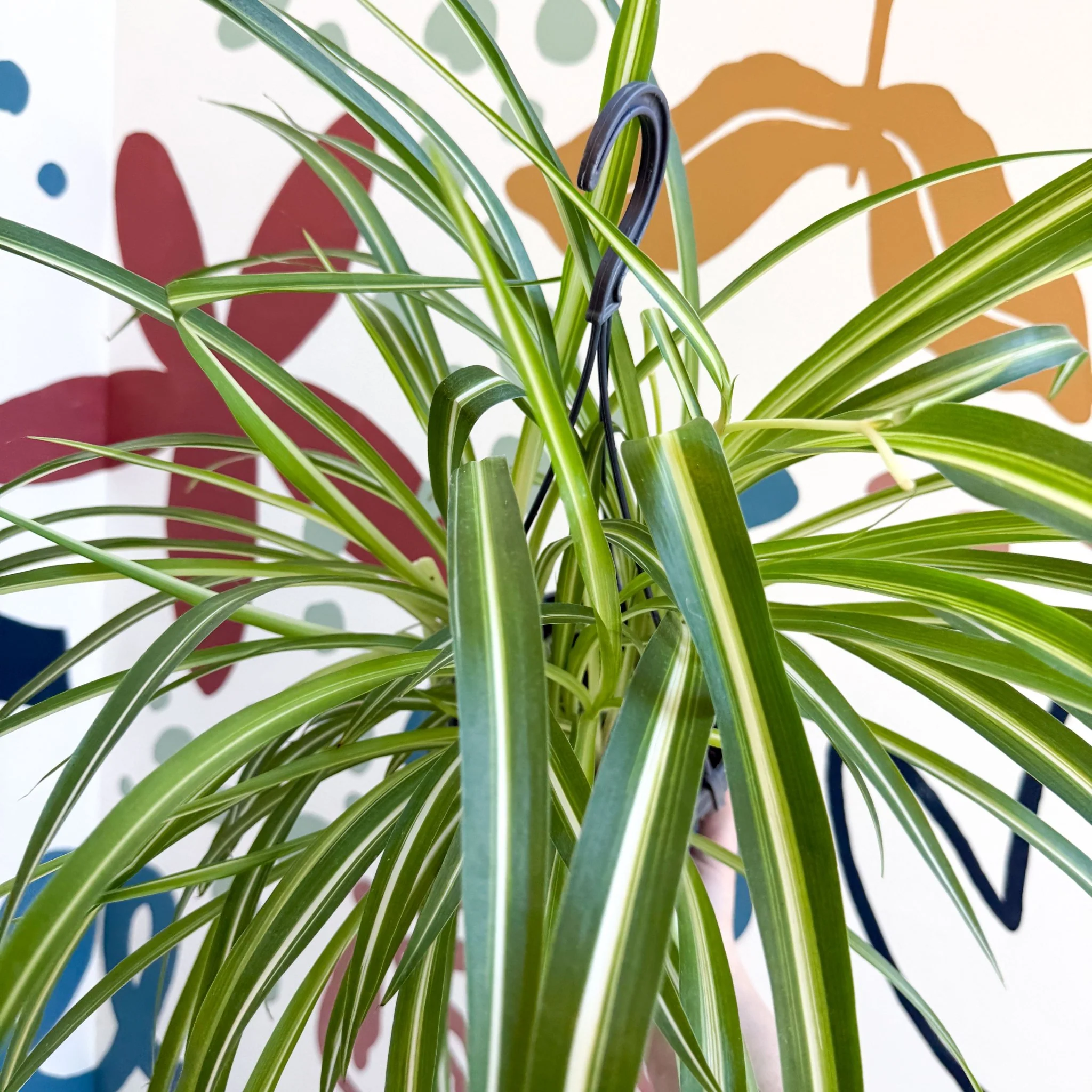 Chlorophytum comosum 'Variegatum' - Spider Plant - Image 18