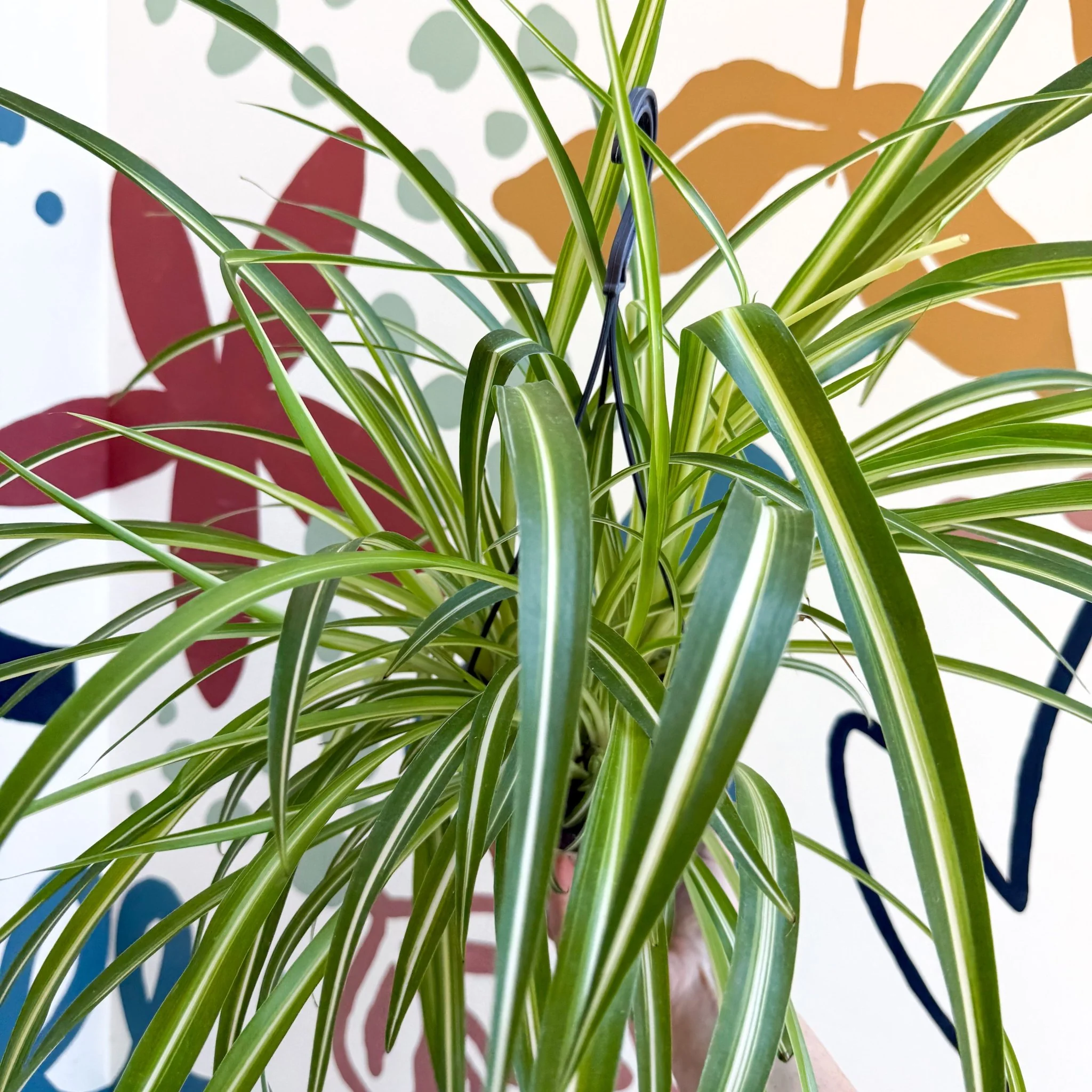Chlorophytum comosum 'Variegatum' - Spider Plant - Image 19