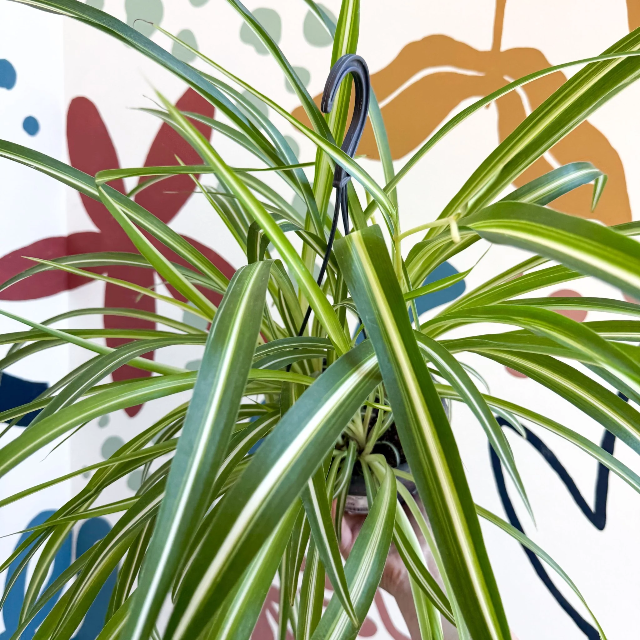 Chlorophytum comosum 'Variegatum' - Spider Plant - Image 20