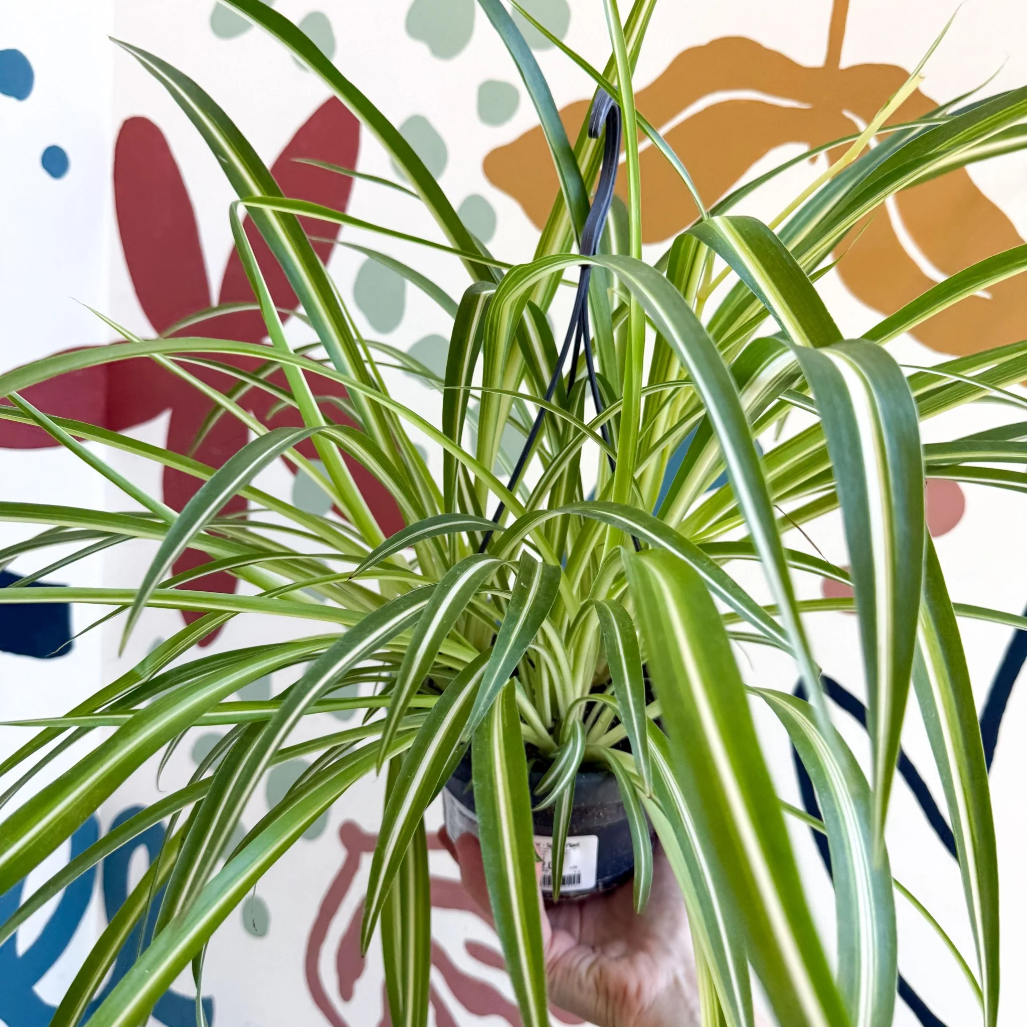 Chlorophytum comosum 'Variegatum' - Spider Plant - Image 21