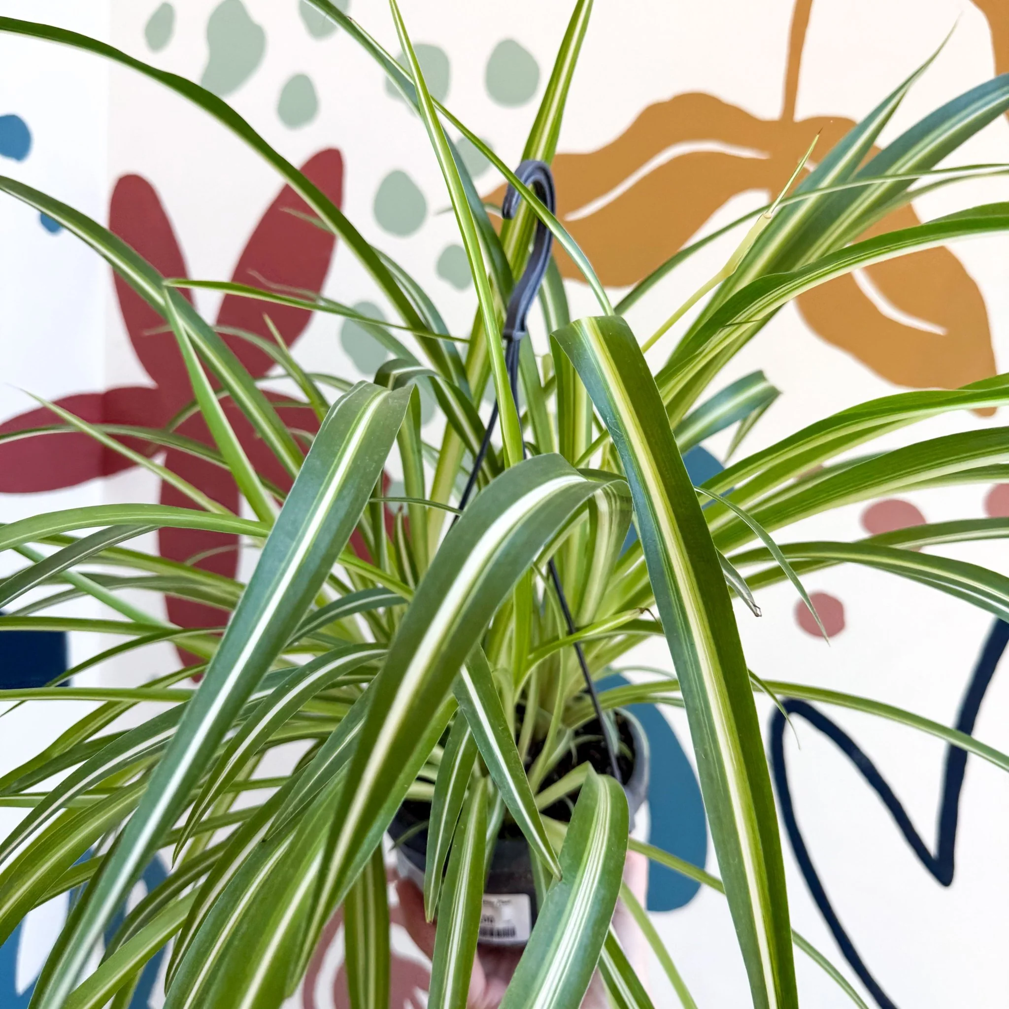 Chlorophytum comosum 'Variegatum' - Spider Plant - Image 22