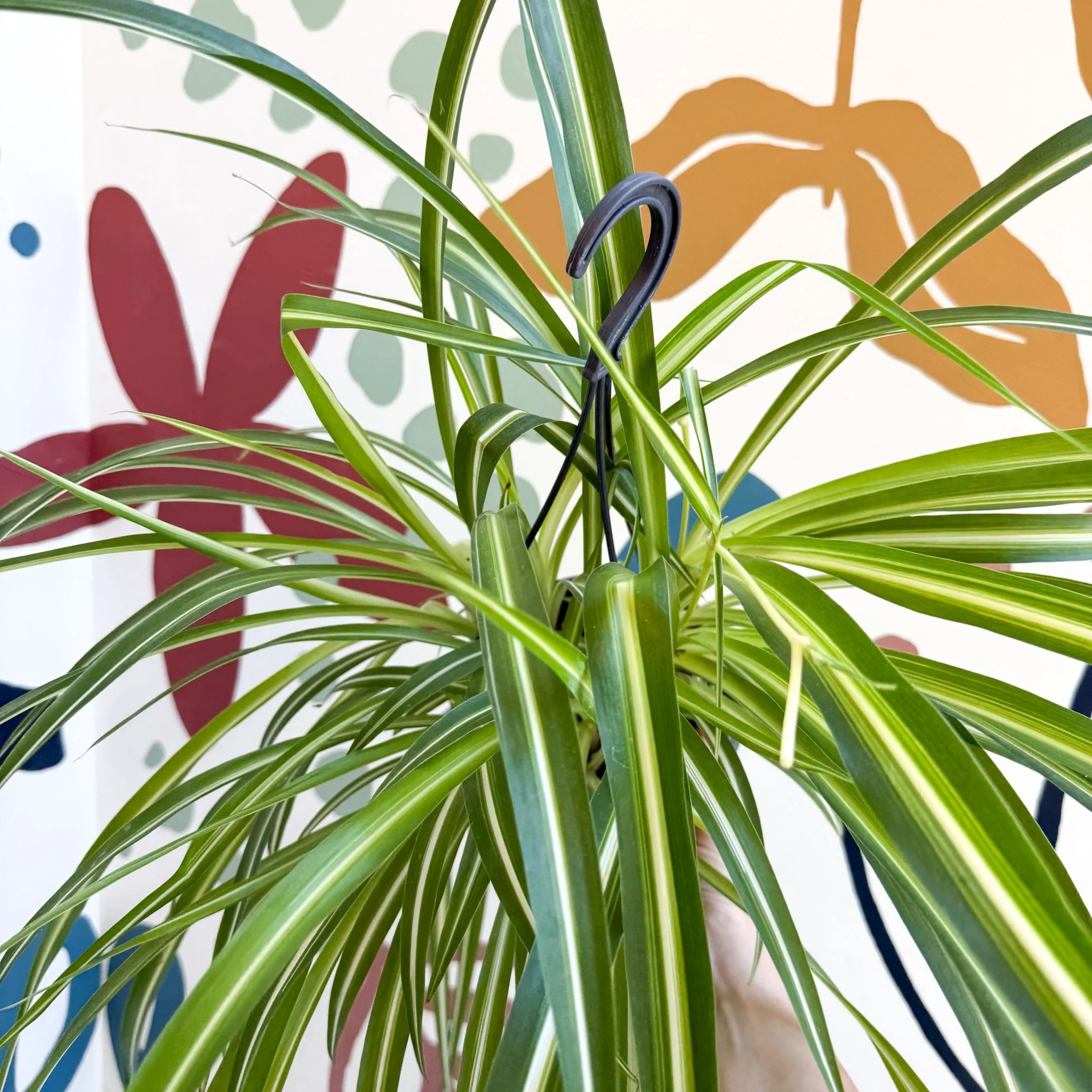 Chlorophytum comosum 'Variegatum' - Spider Plant - Image 23