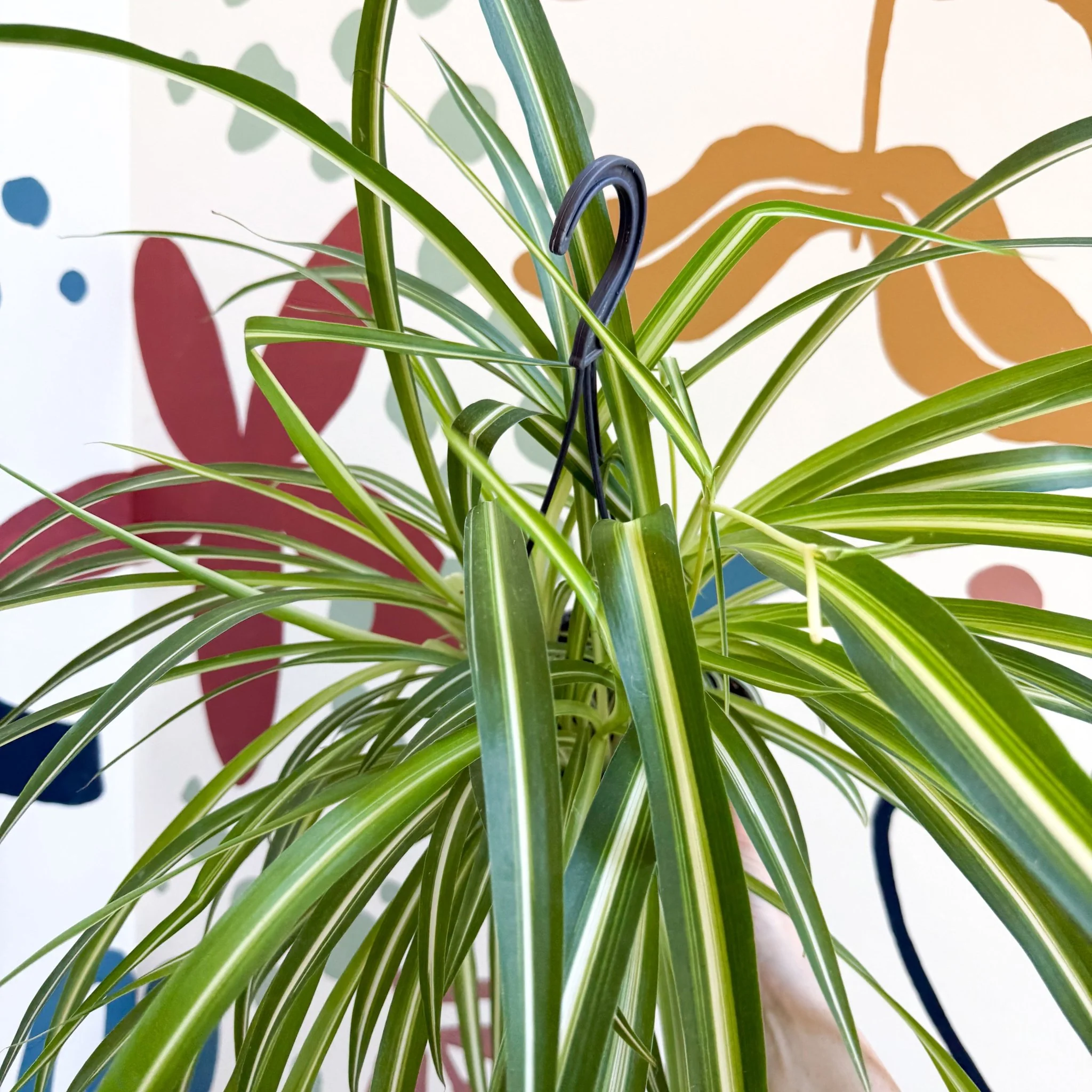 Chlorophytum comosum 'Variegatum' - Spider Plant - Image 24