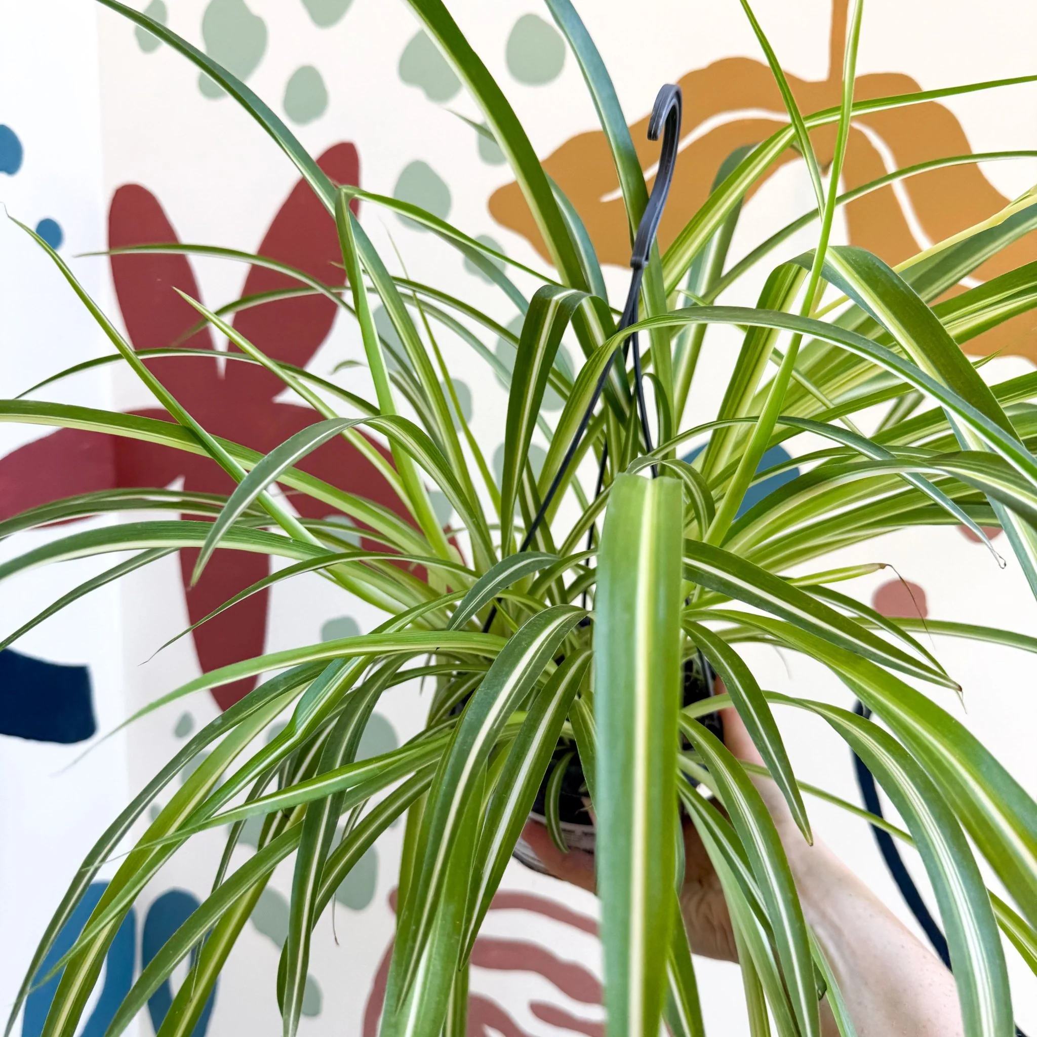 Chlorophytum comosum 'Variegatum' - Spider Plant - Image 25