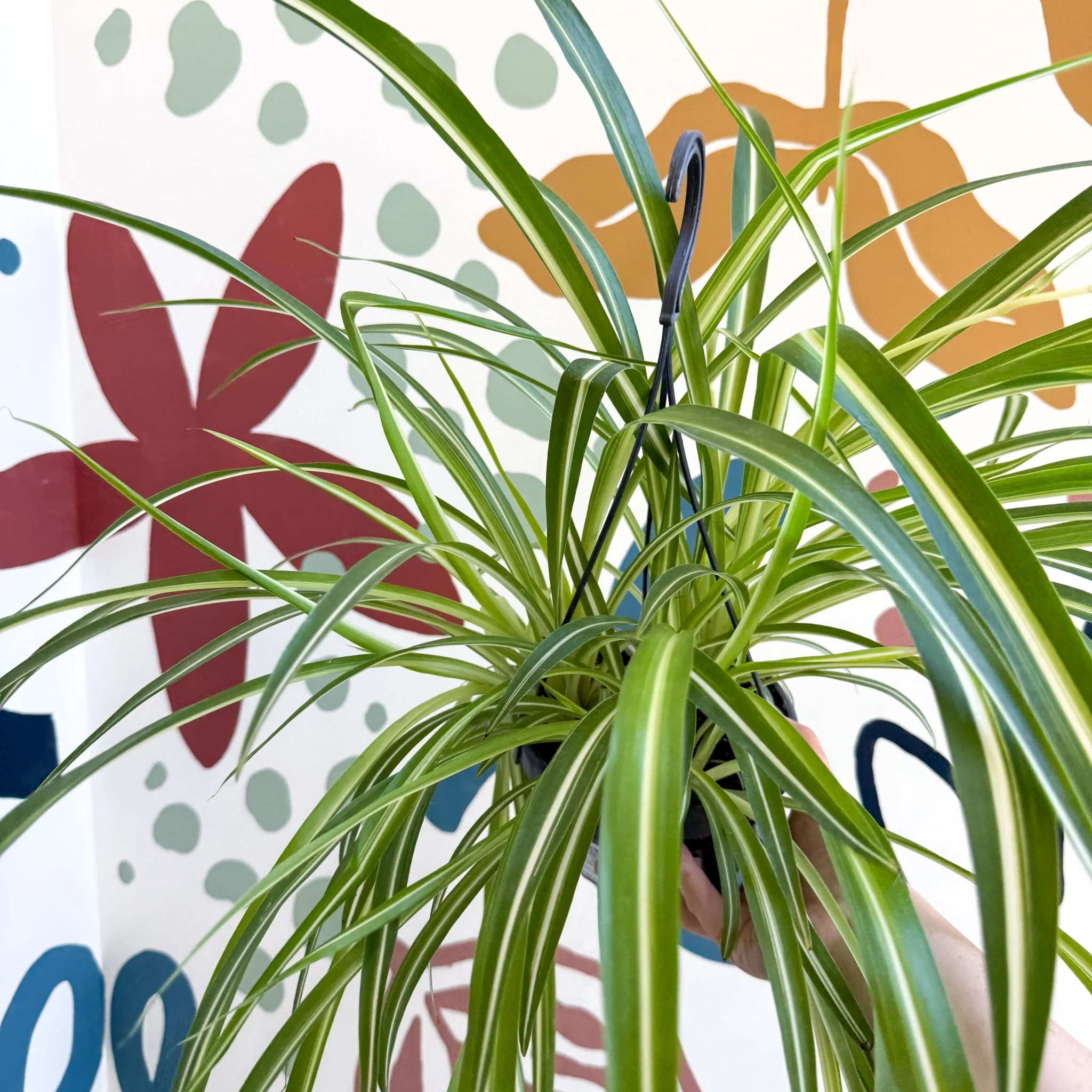 Chlorophytum comosum 'Variegatum' - Spider Plant - Image 26
