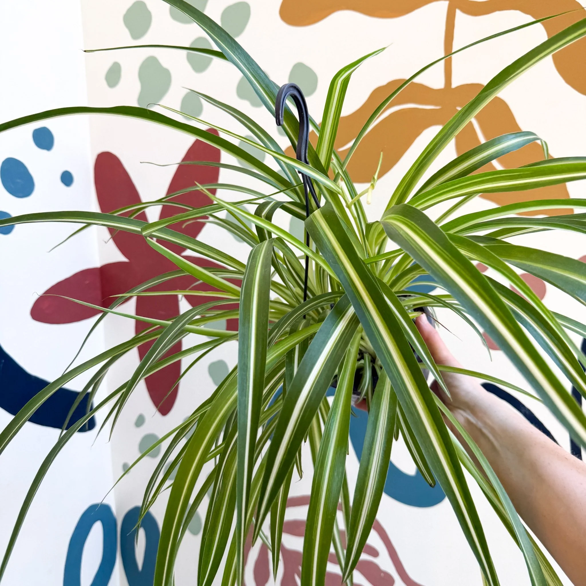 Chlorophytum comosum 'Variegatum' - Spider Plant - Image 27