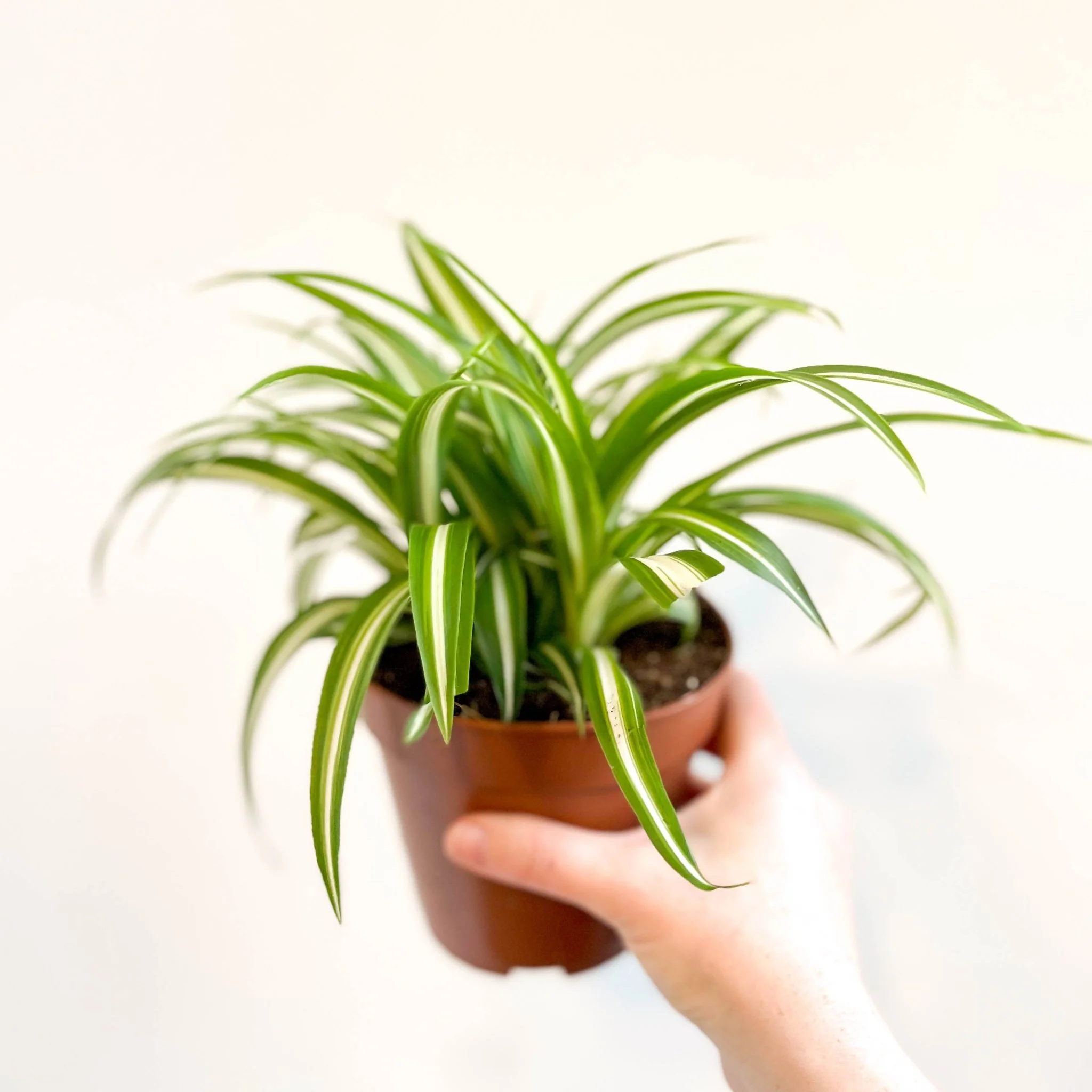 Chlorophytum comosum 'Variegatum' - Spider Plant - Image 3