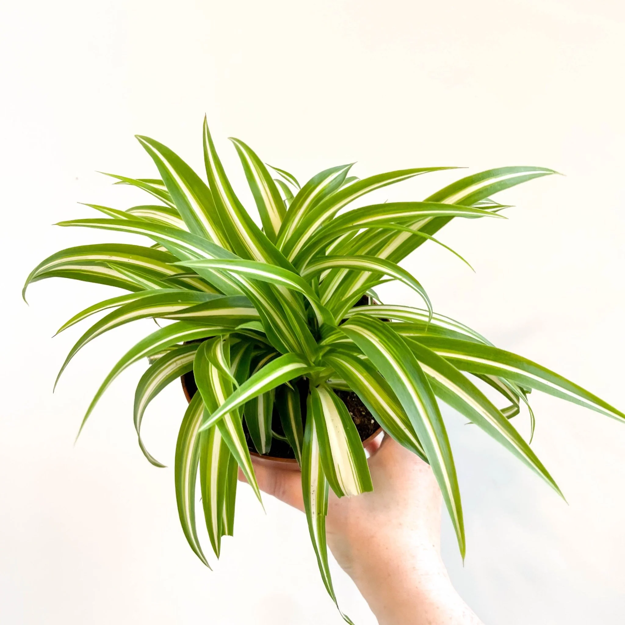Chlorophytum comosum 'Variegatum' - Spider Plant - Image 4