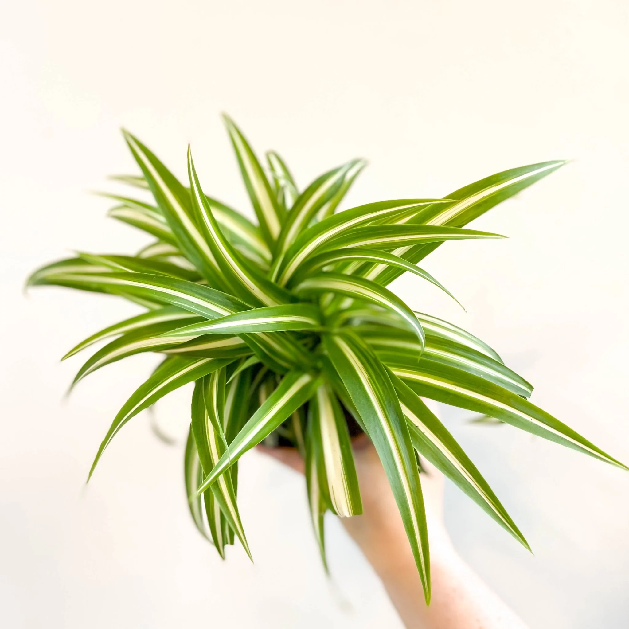 Chlorophytum comosum 'Variegatum' - Spider Plant - Image 5
