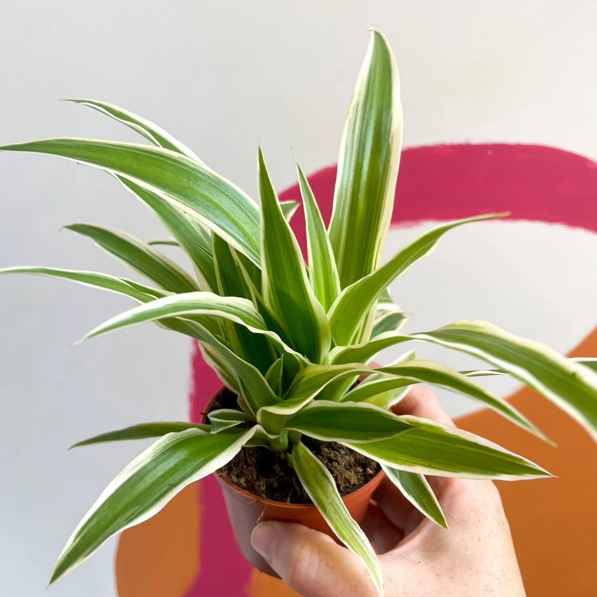 Chlorophytum comosum 'Variegatum' - Spider Plant - Image 6