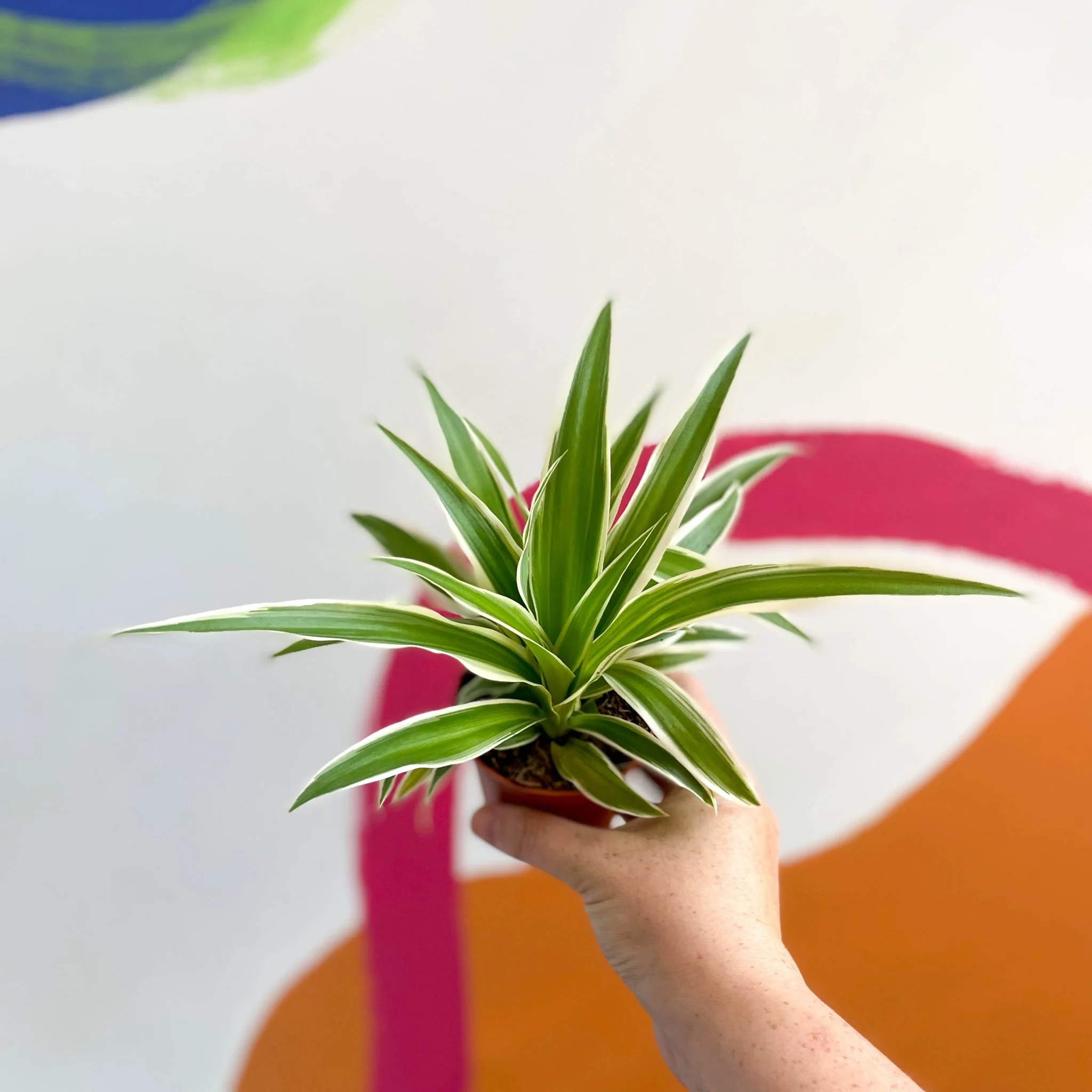 Chlorophytum comosum 'Variegatum' - Spider Plant - Image 7