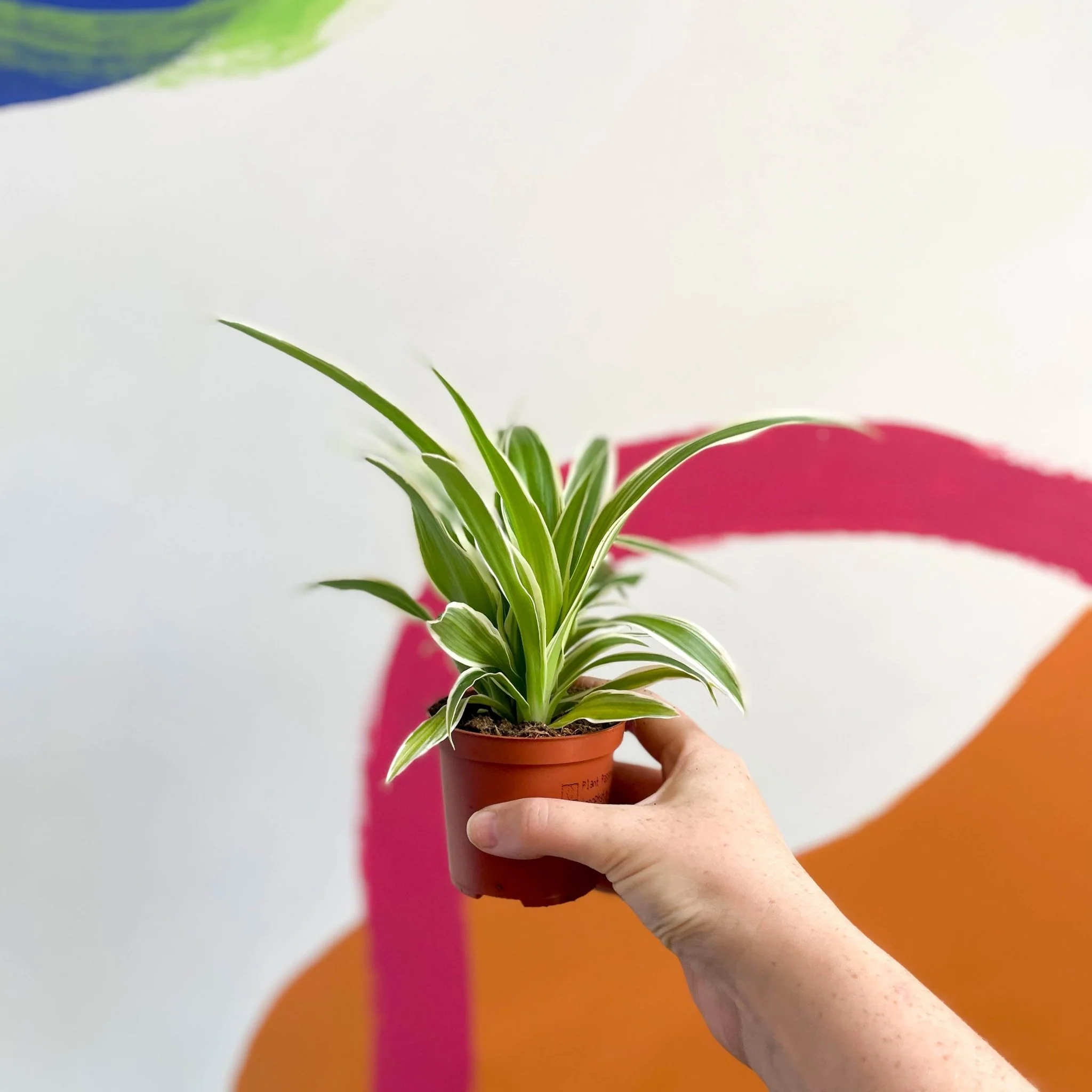 Chlorophytum comosum 'Variegatum' - Spider Plant - Image 8