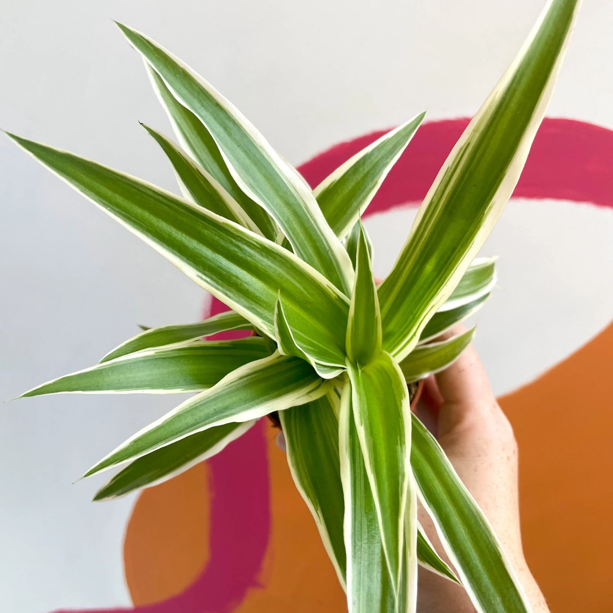 Chlorophytum comosum 'Variegatum' - Spider Plant - Image 9