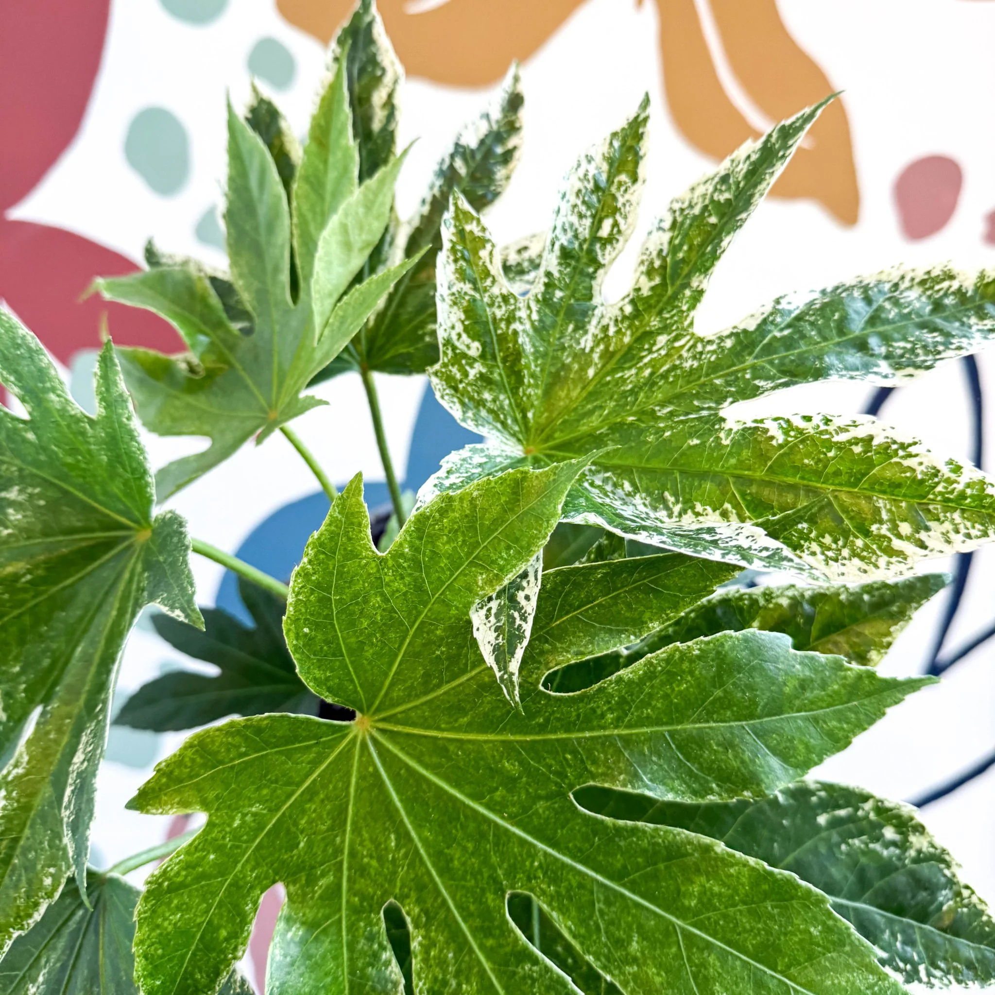 Fatsia japonica ‘Variegata’ - Spider's Web Paper Plant - Image 10