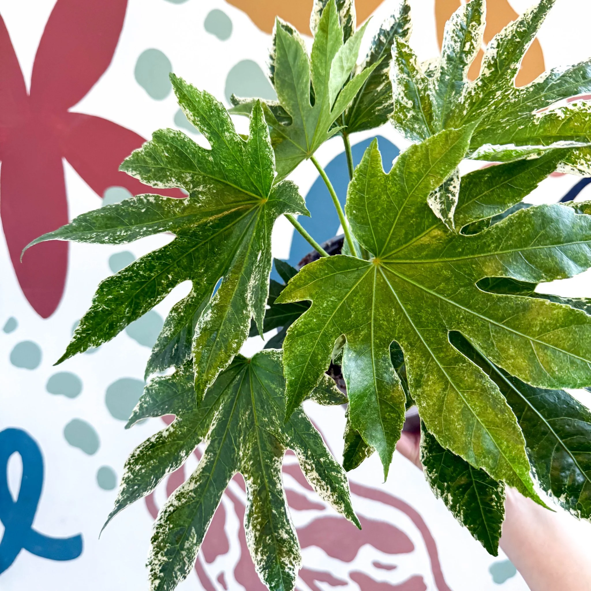 Fatsia japonica ‘Variegata’ - Spider's Web Paper Plant - Image 11