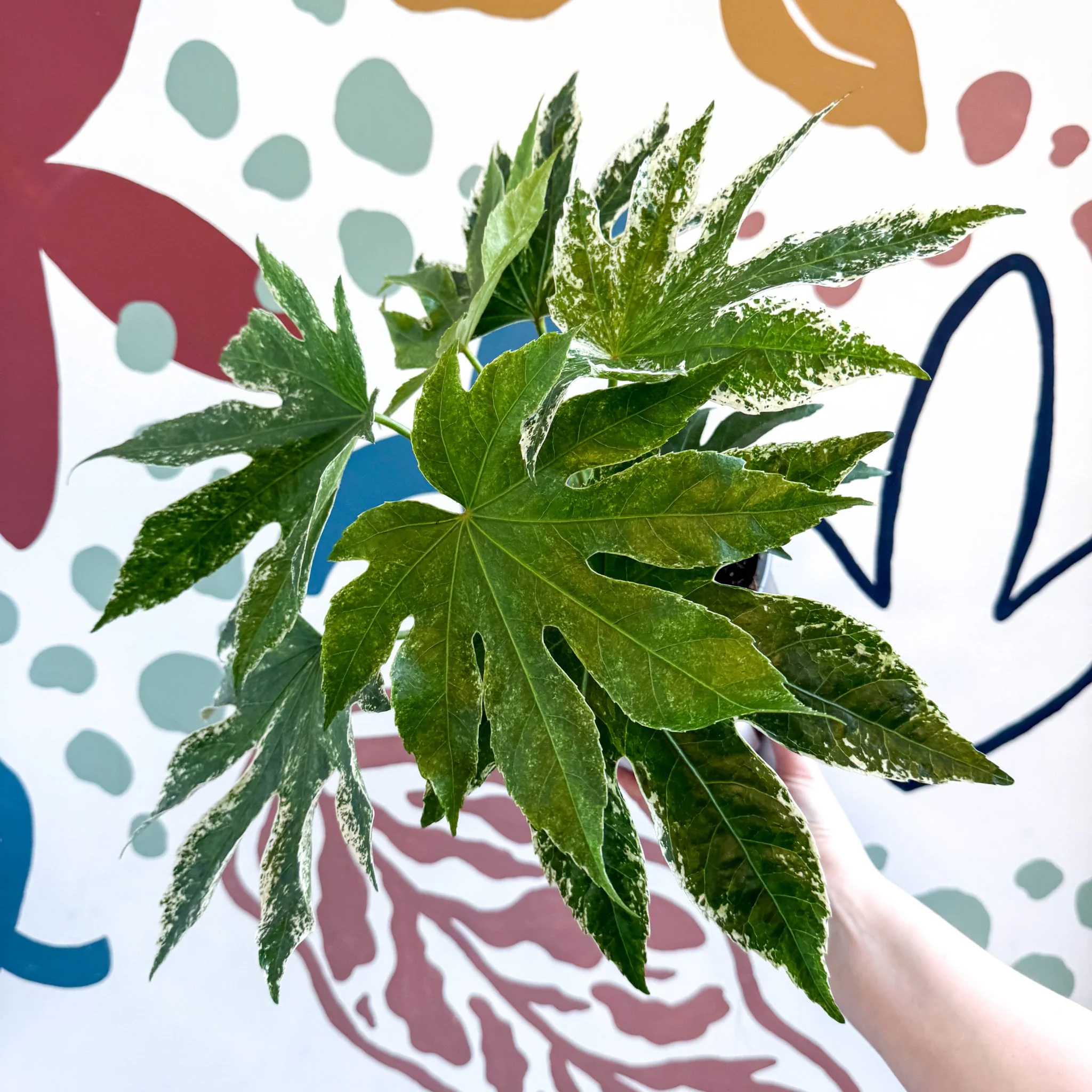Fatsia japonica ‘Variegata’ - Spider's Web Paper Plant - Image 12