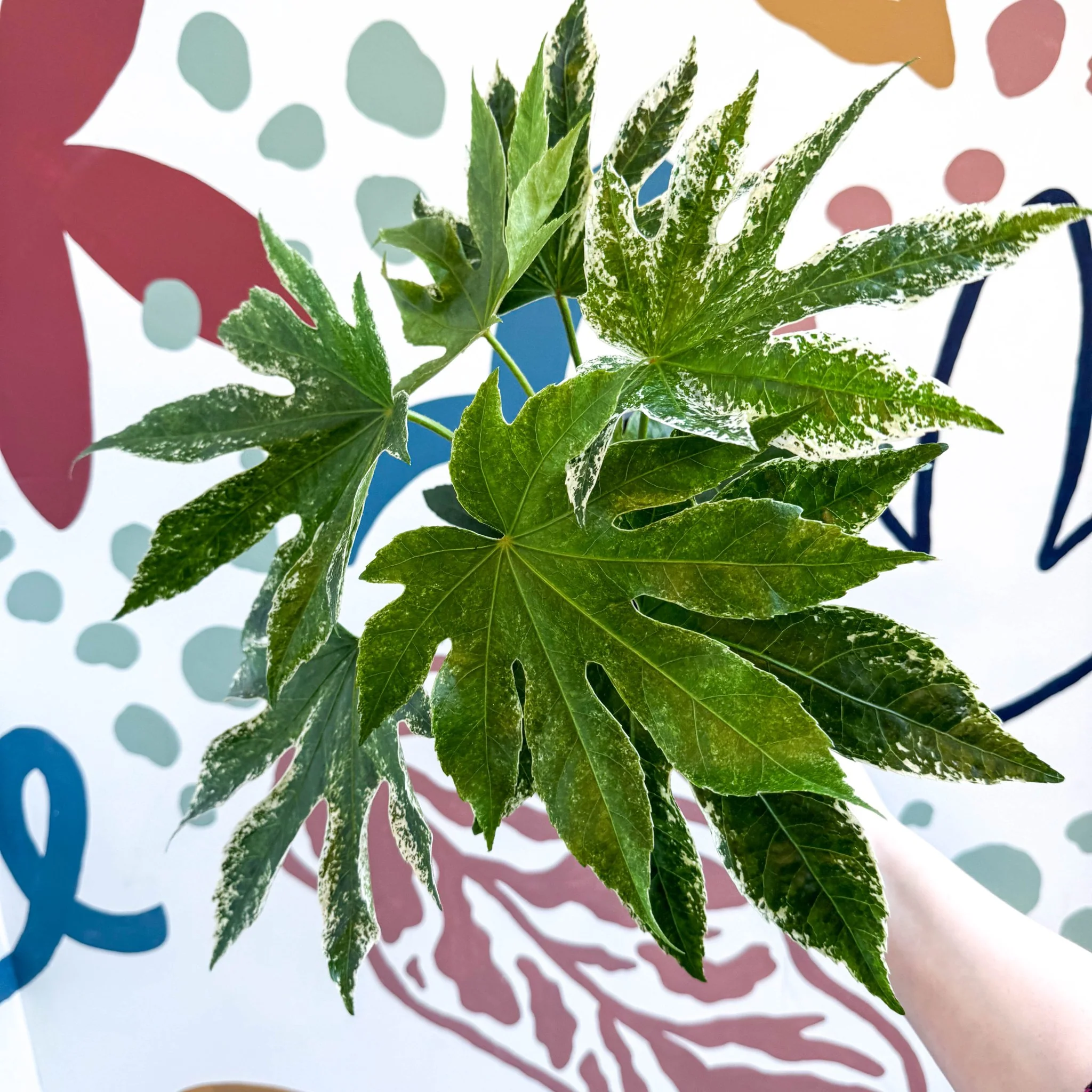 Fatsia japonica ‘Variegata’ - Spider's Web Paper Plant - Image 13