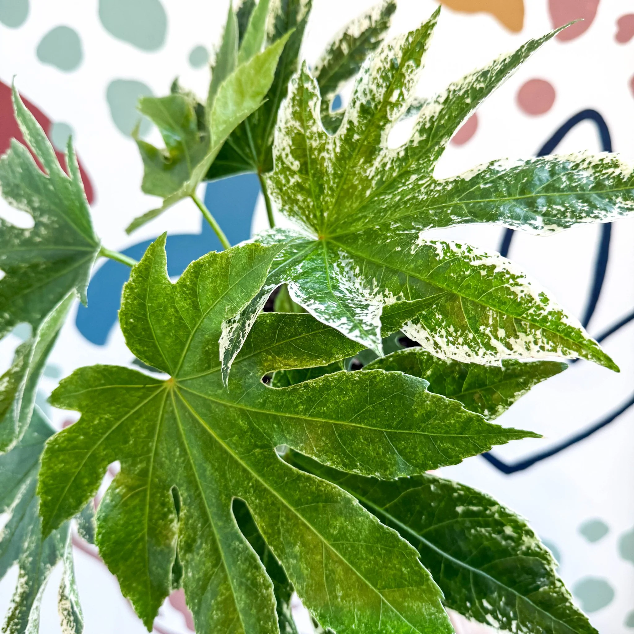 Fatsia japonica ‘Variegata’ - Spider's Web Paper Plant - Image 14