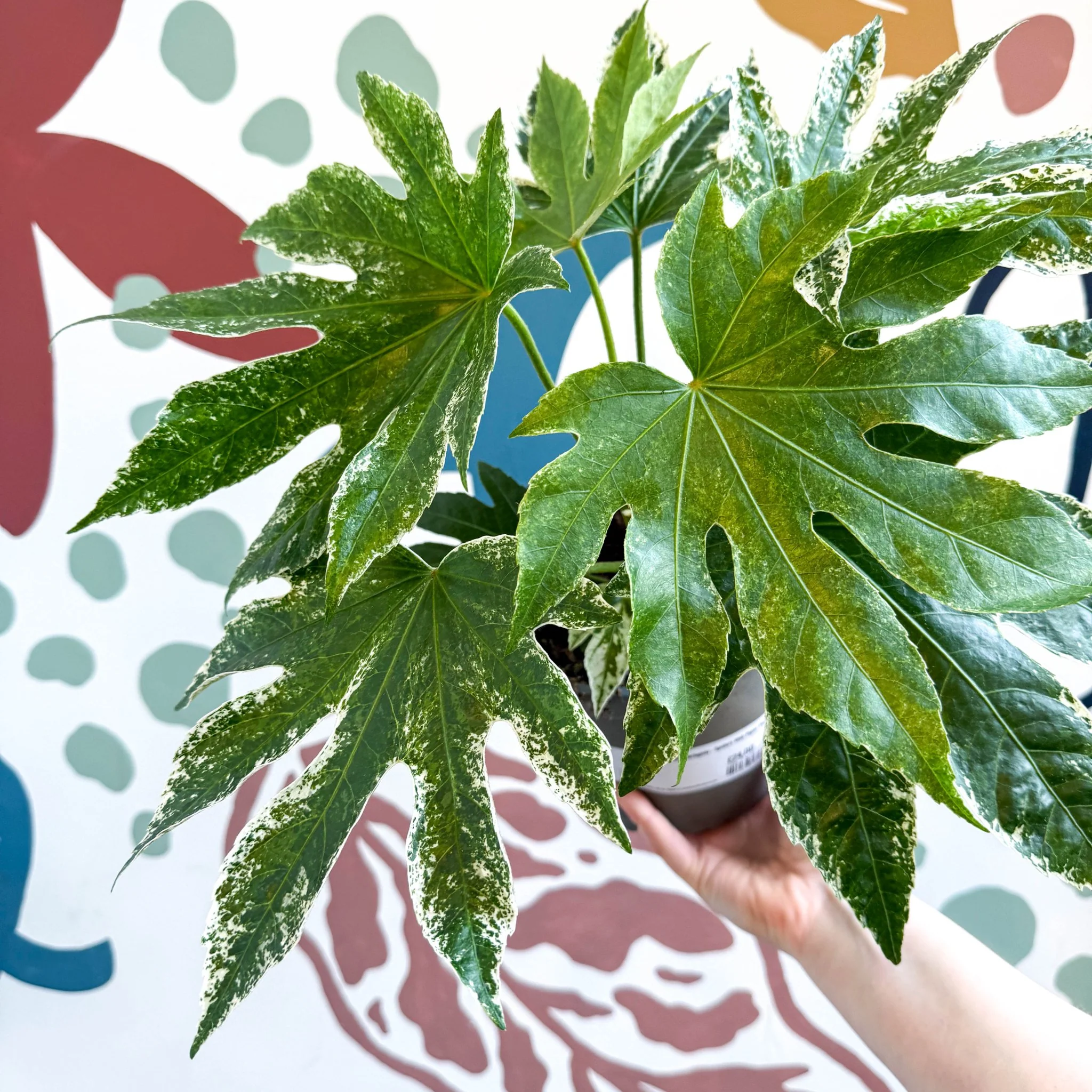 Fatsia japonica ‘Variegata’ - Spider's Web Paper Plant - Image 15