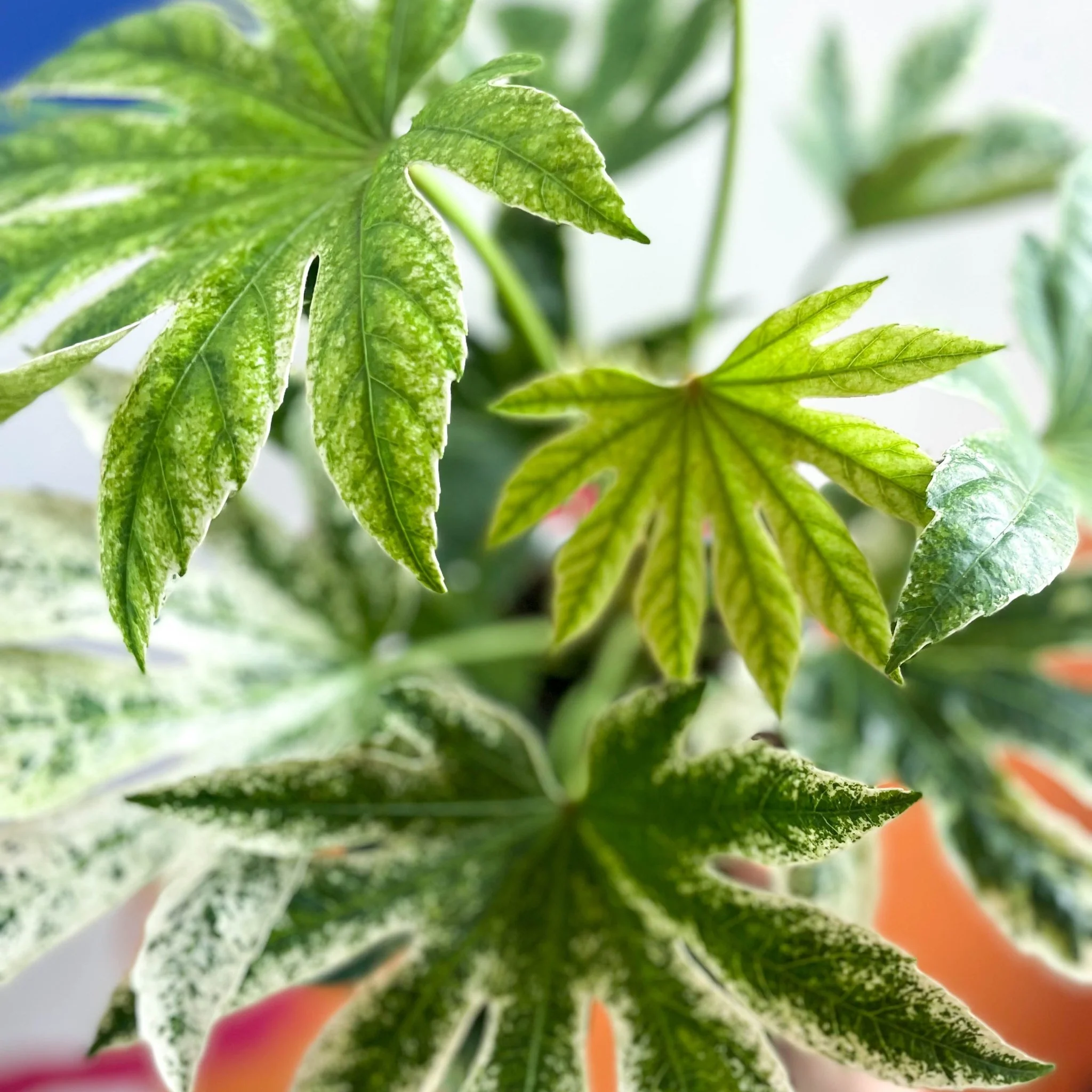 Fatsia japonica ‘Variegata’ - Spider's Web Paper Plant - Image 3