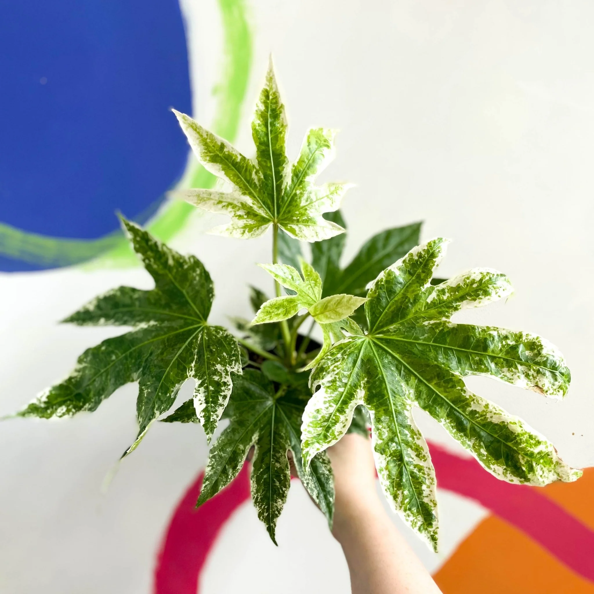 Fatsia japonica ‘Variegata’ - Spider's Web Paper Plant - Image 4