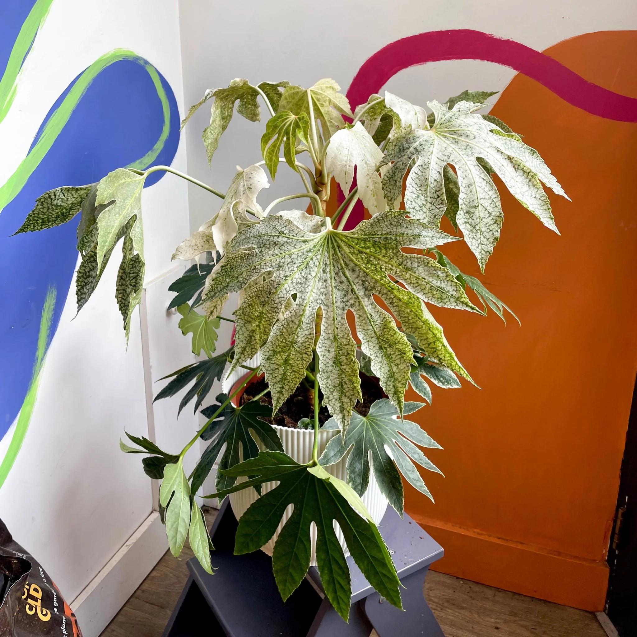 Fatsia japonica ‘Variegata’ - Spider's Web Paper Plant - Image 6