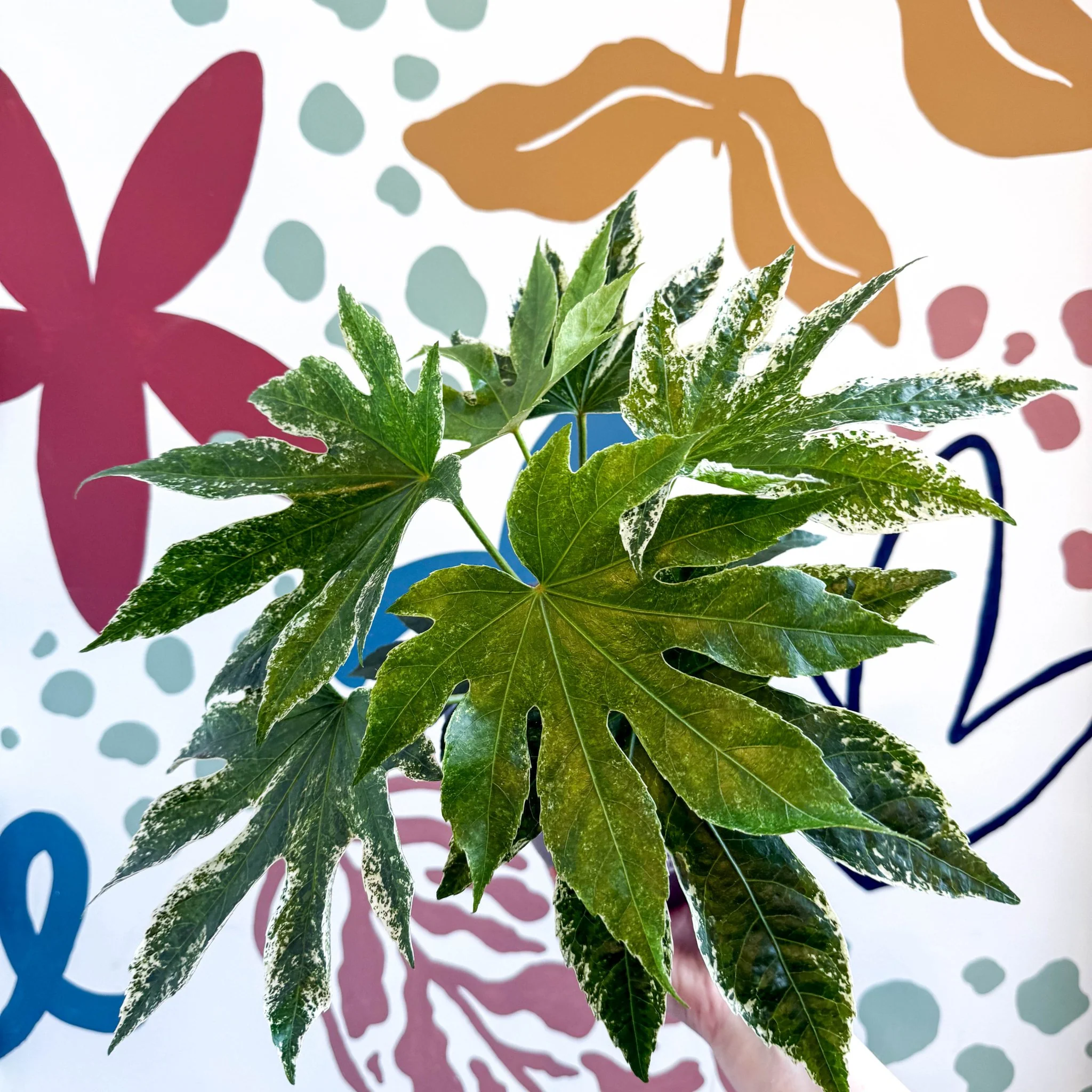 Fatsia japonica ‘Variegata’ - Spider's Web Paper Plant - Image 7