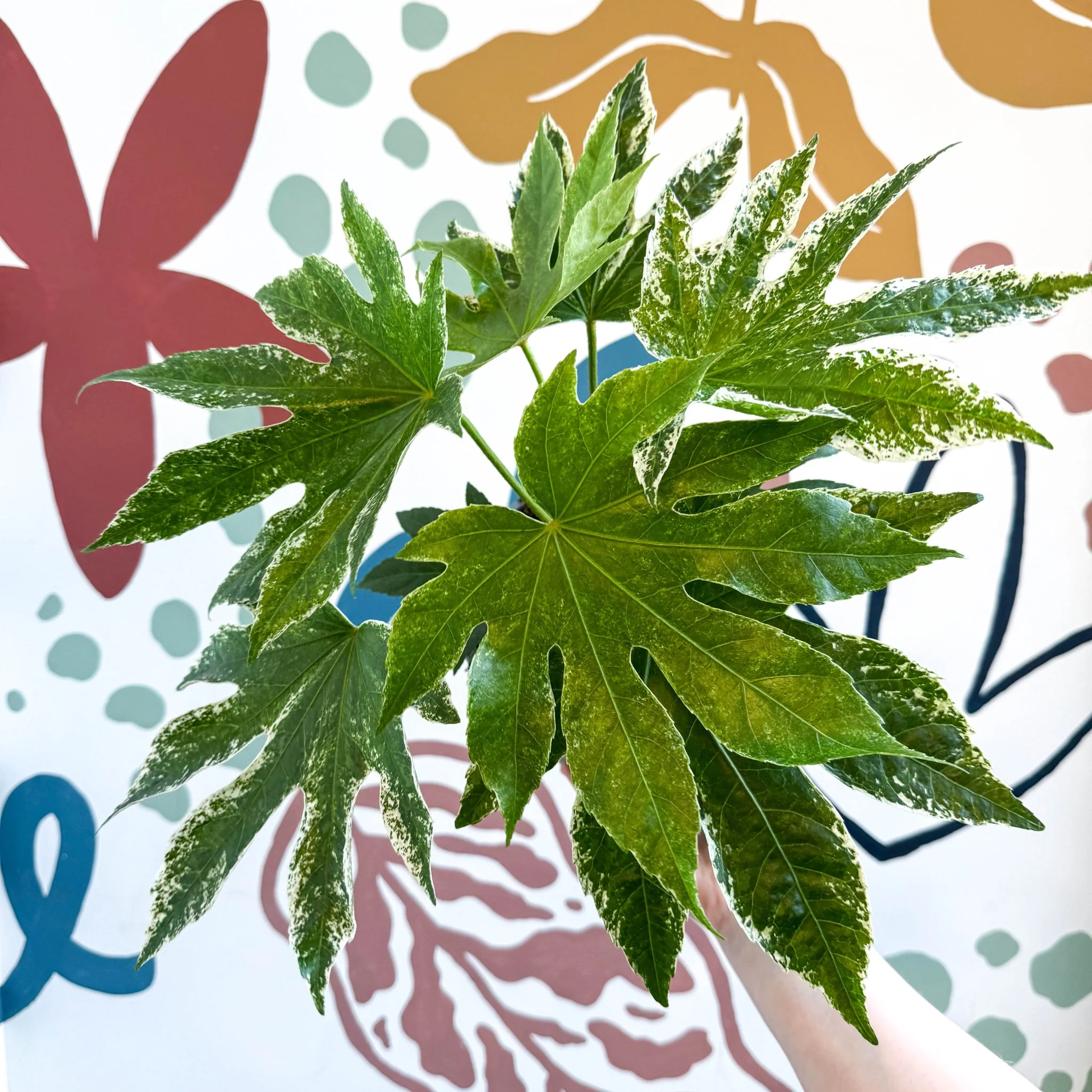 Fatsia japonica ‘Variegata’ - Spider's Web Paper Plant - Image 8