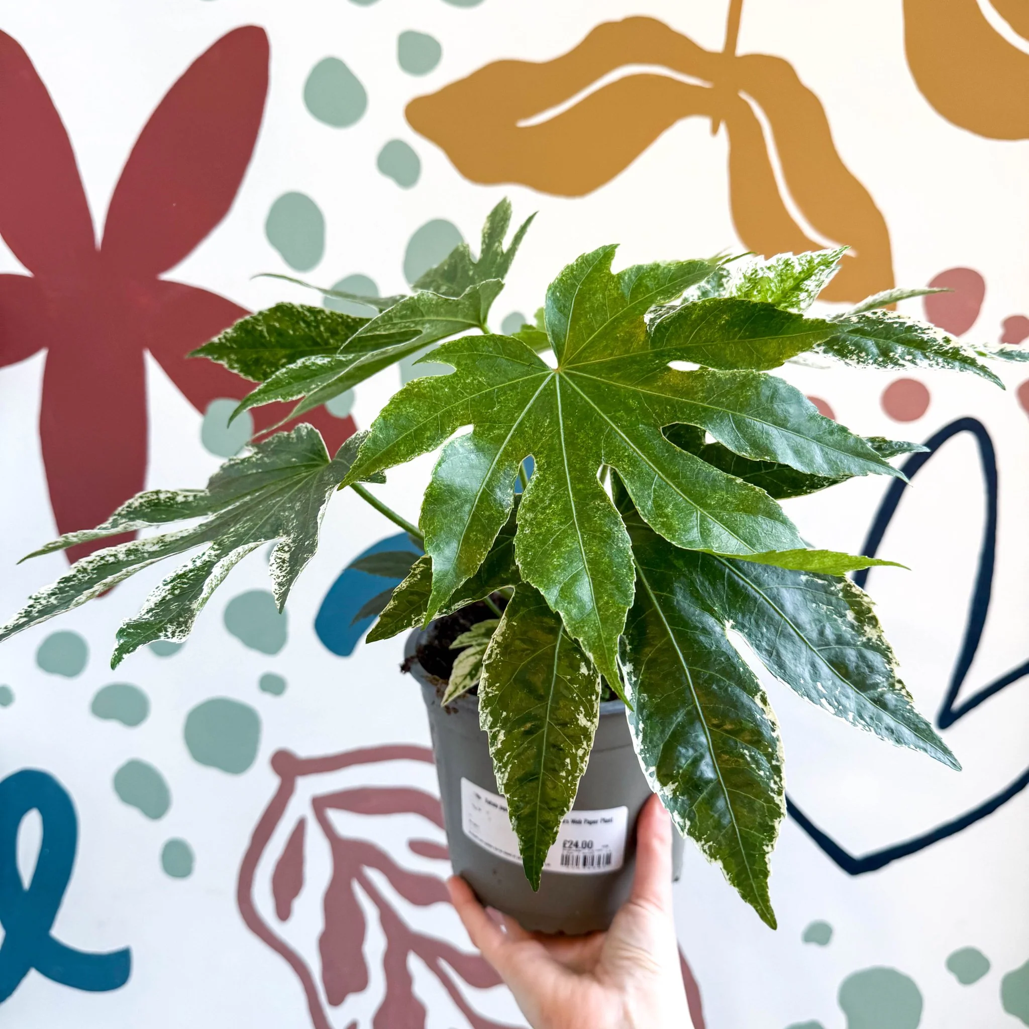Fatsia japonica ‘Variegata’ - Spider's Web Paper Plant - Image 9
