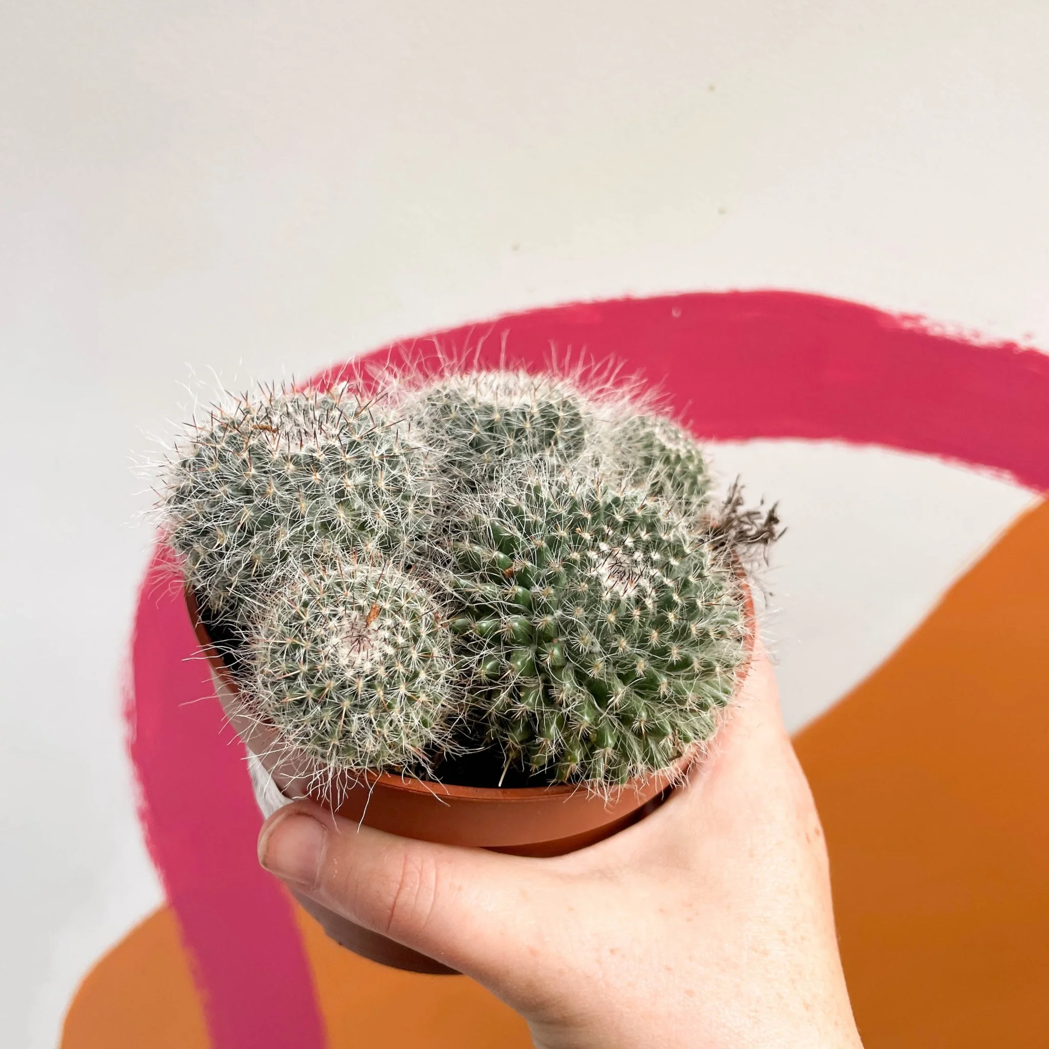 Spiny Pincushion Cactus - Mammillaria spinosissima