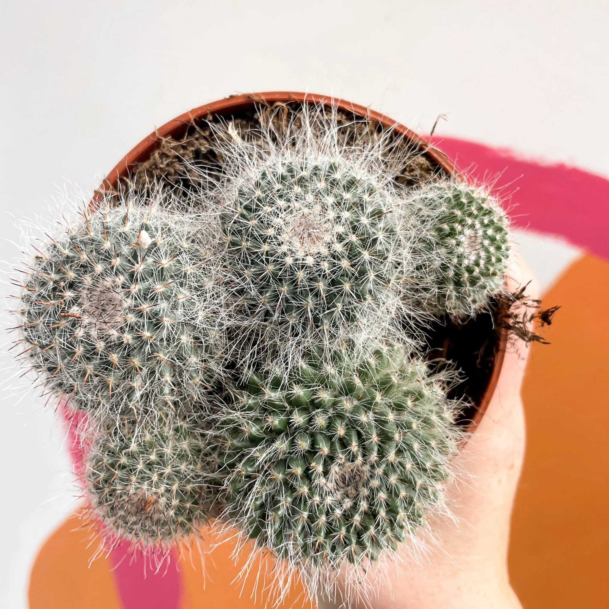 Spiny Pincushion Cactus - Mammillaria spinosissima - Image 2