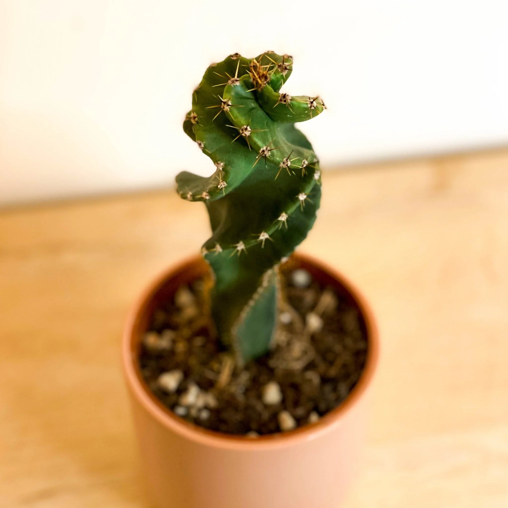 Spiral Cactus - Cereus jamacaru 'Spiralis'